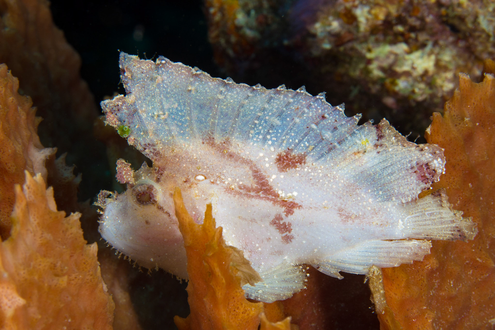 Leaf Scorpionfish