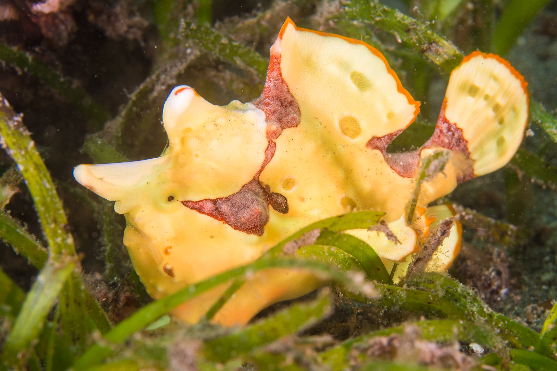 Warty Frogfish