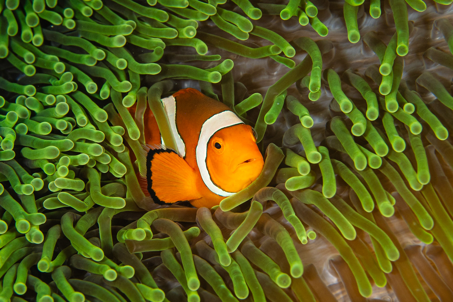 False Clown Anemonefish and Anemones