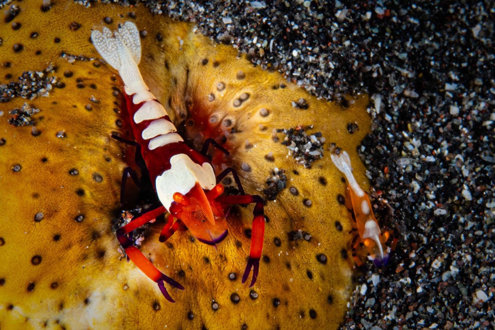 Emperor Shrimp