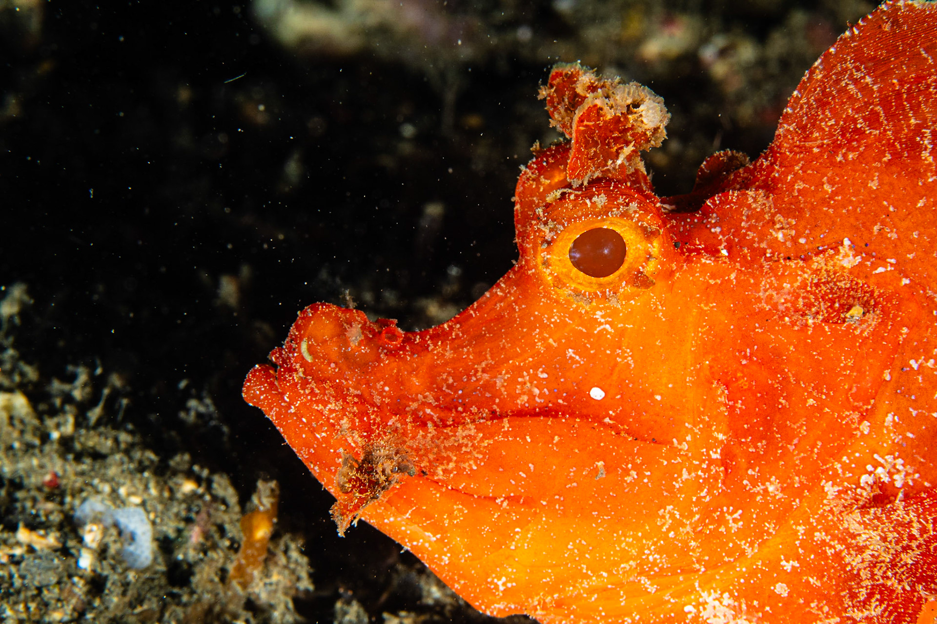 Paddle-flap Scorpionfish