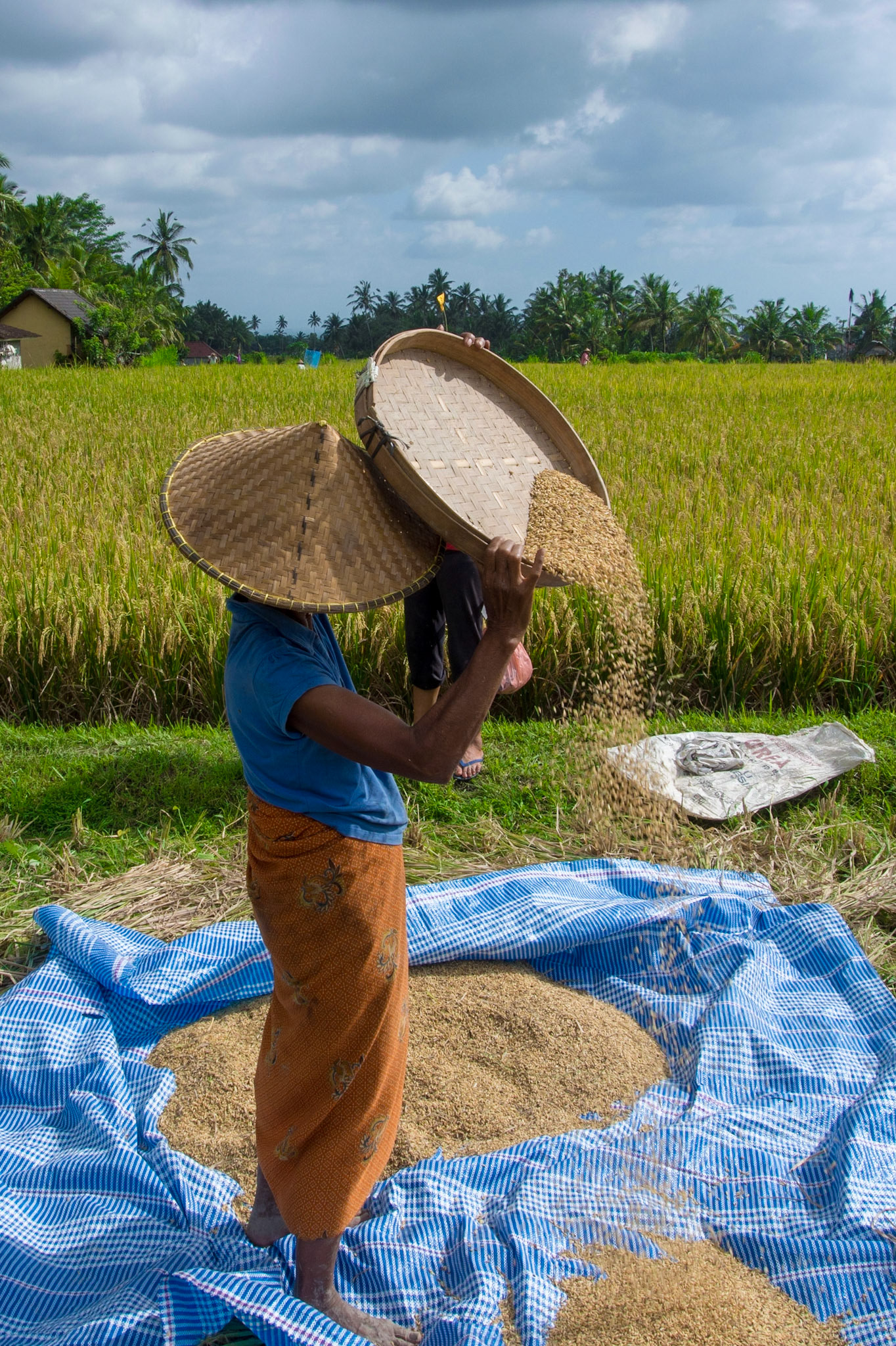 Women winnowing rice near Ubud, Bali