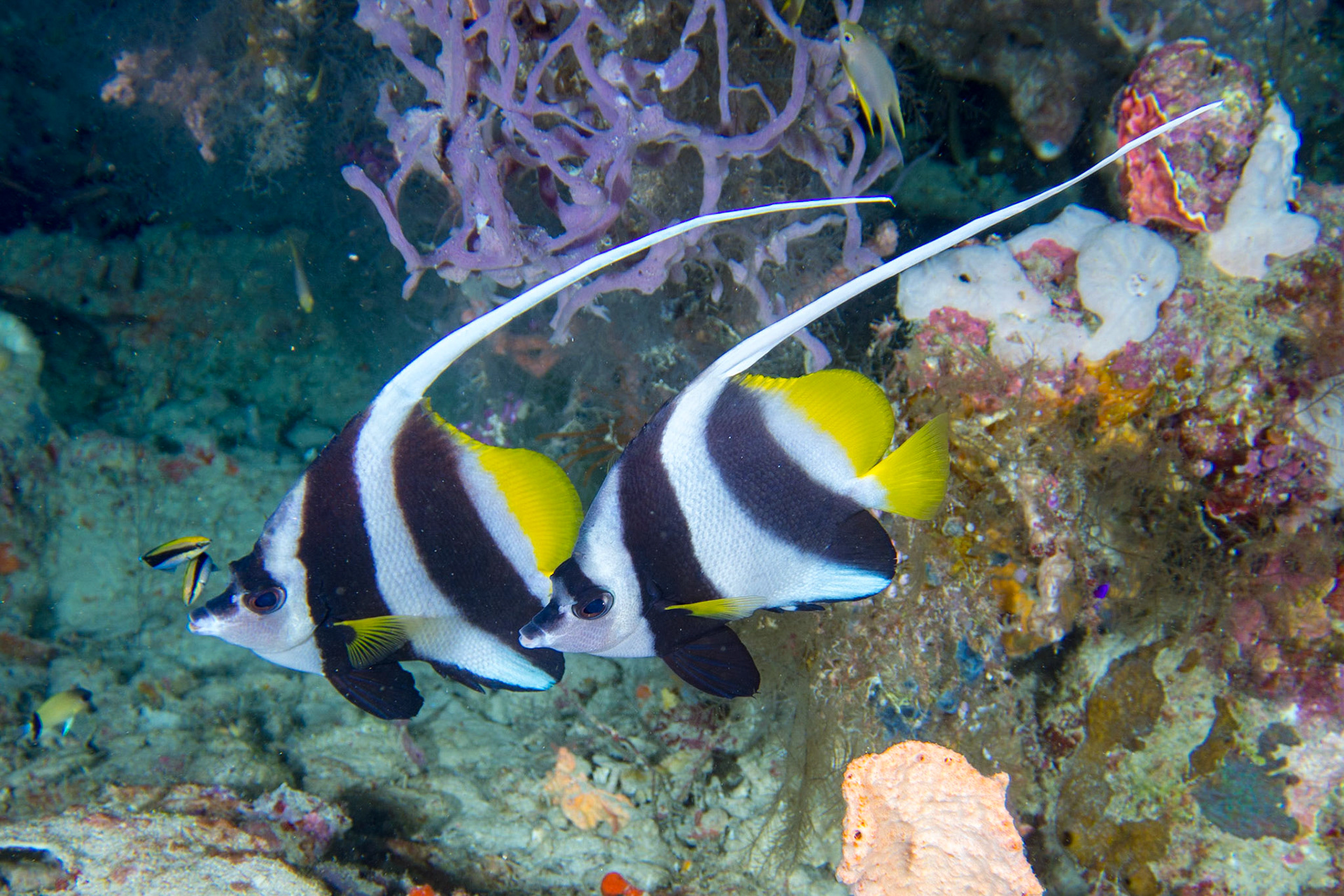 Longfin Bannerfish