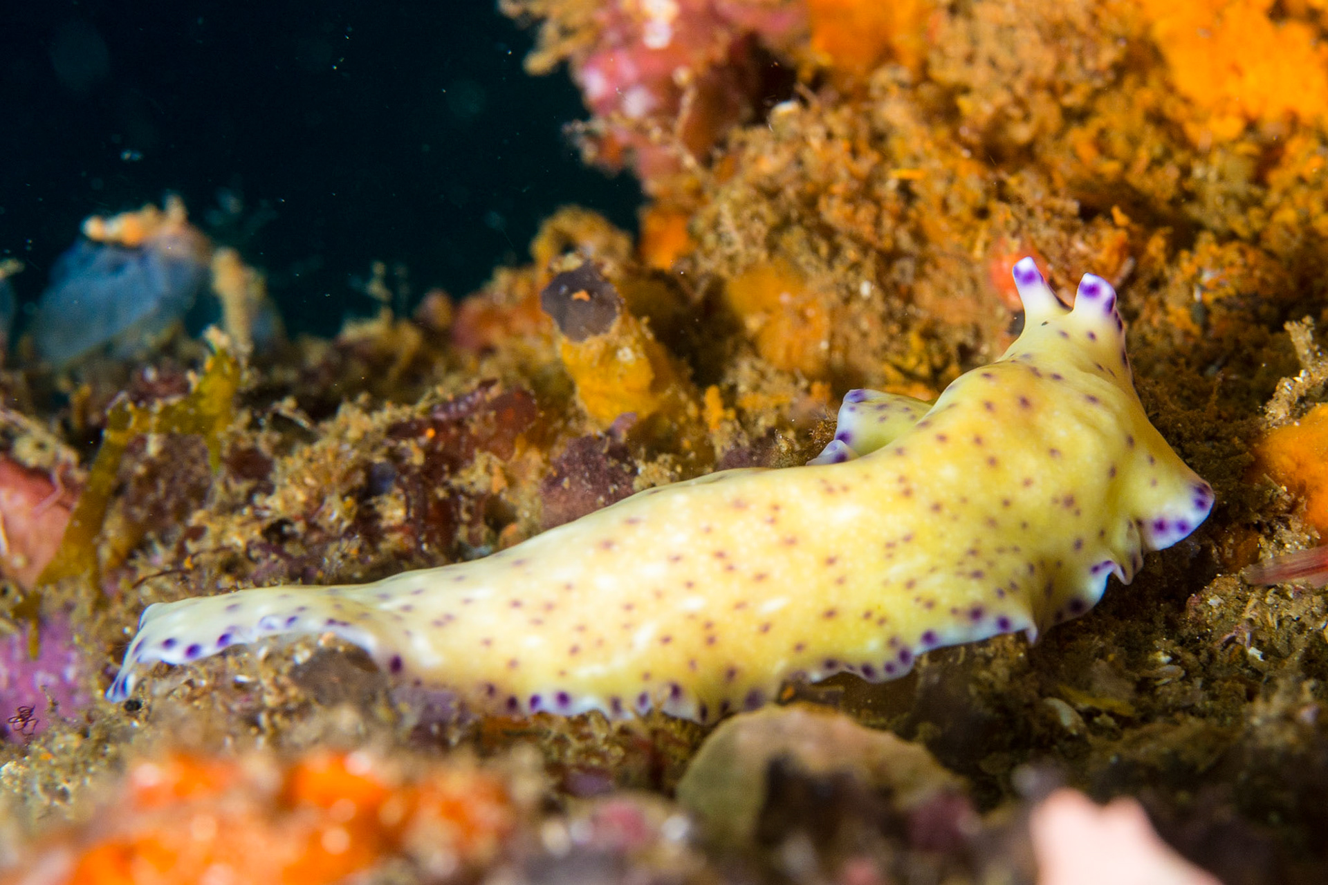 Laing Island Flatworm