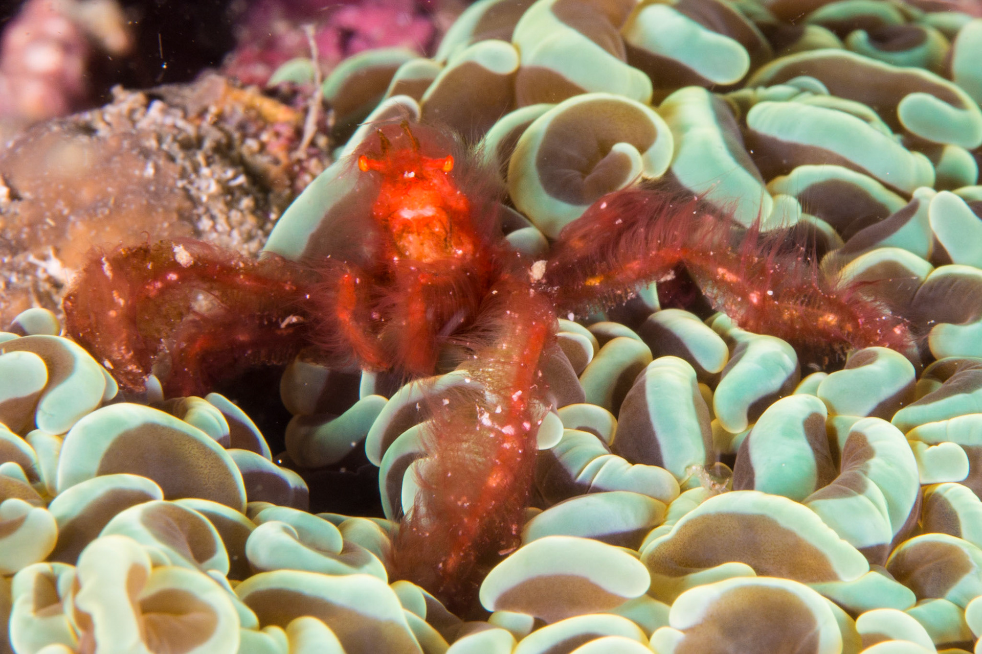 Orangutan Crab