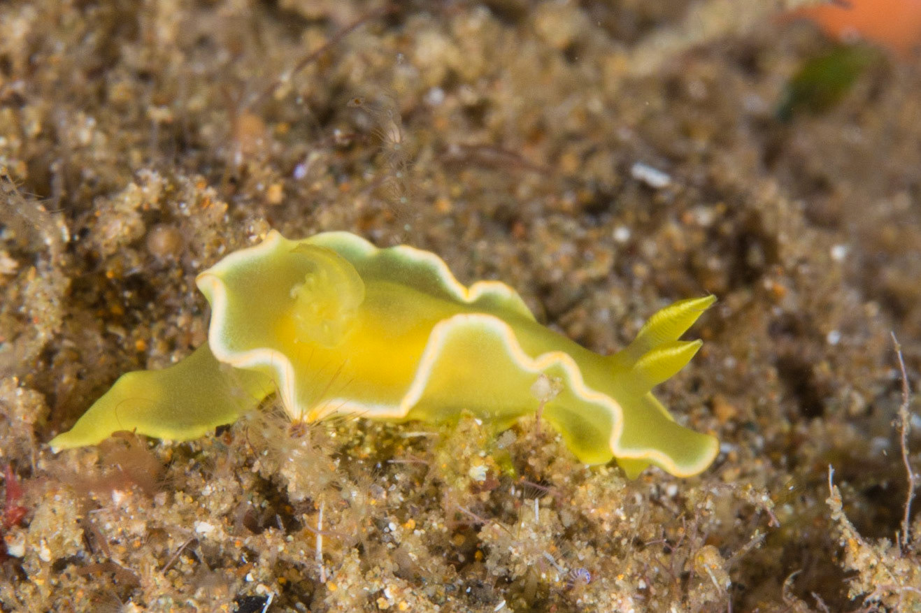 Diversidoris crocea