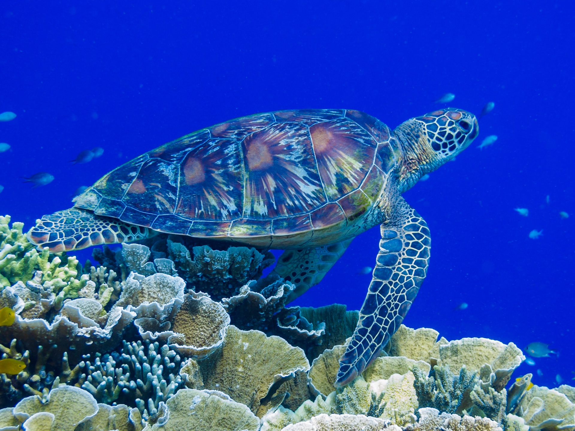 Green Turtle