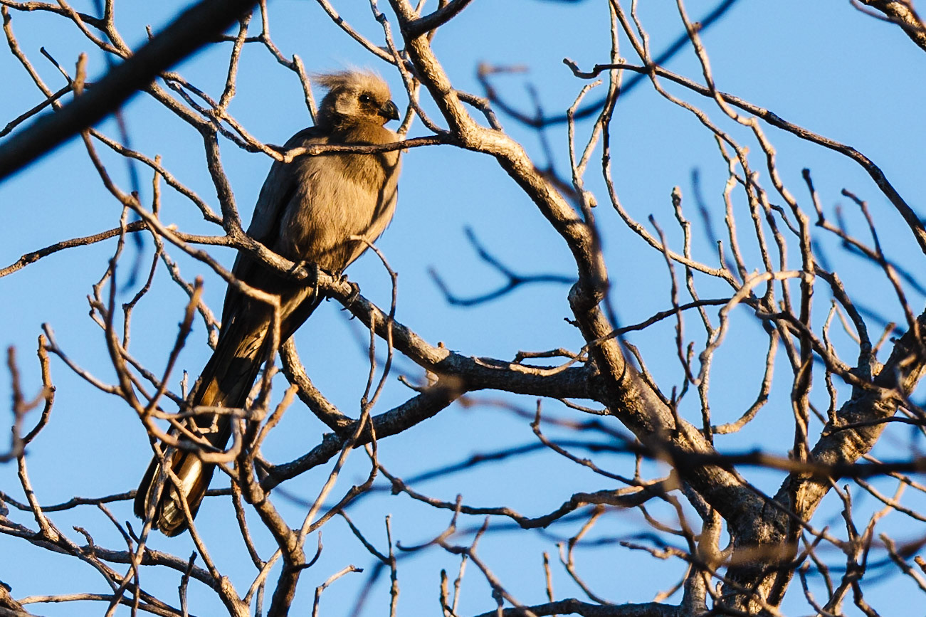 Grey Go-away-bird