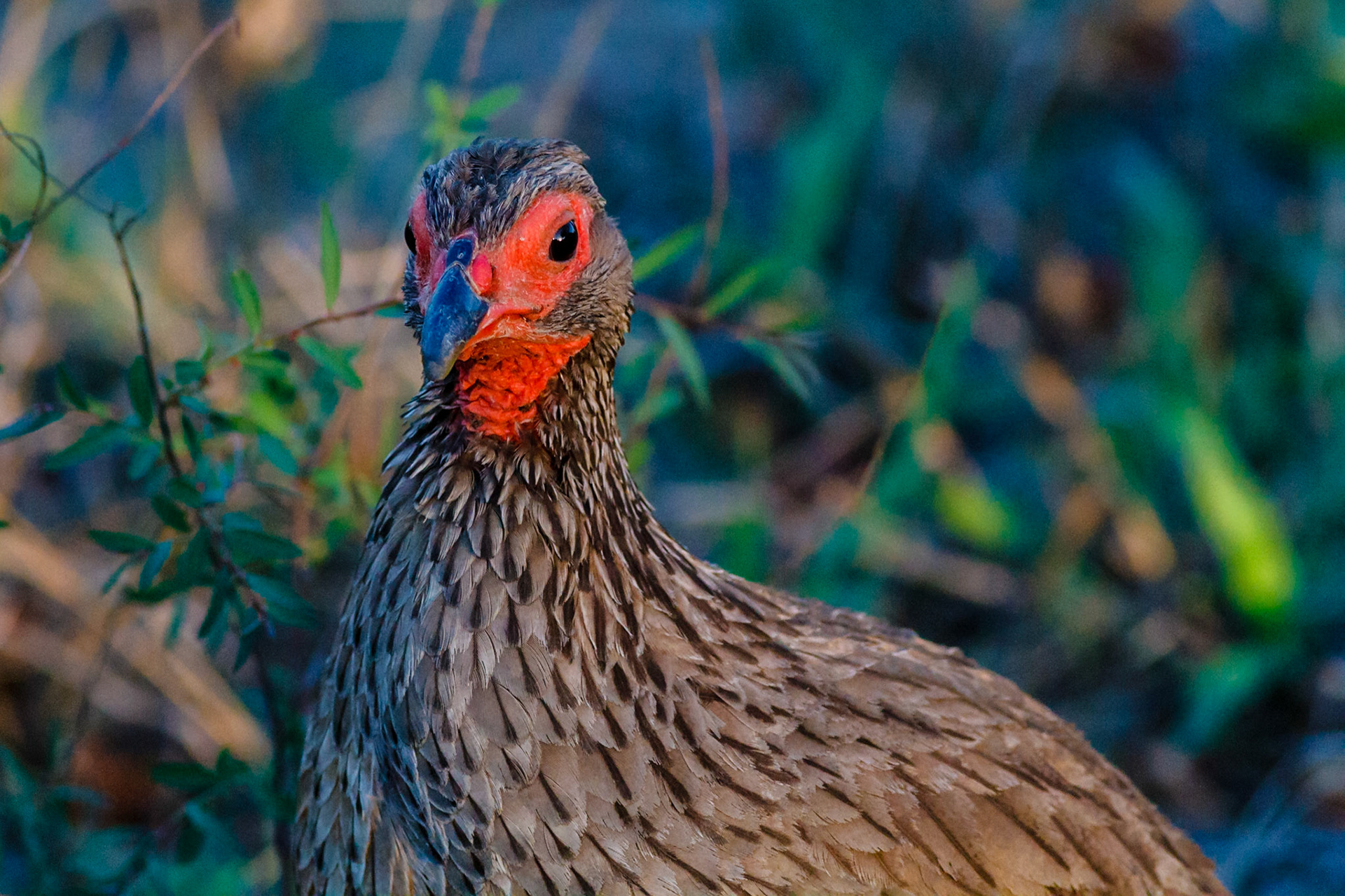 Swainson's Spurfowl