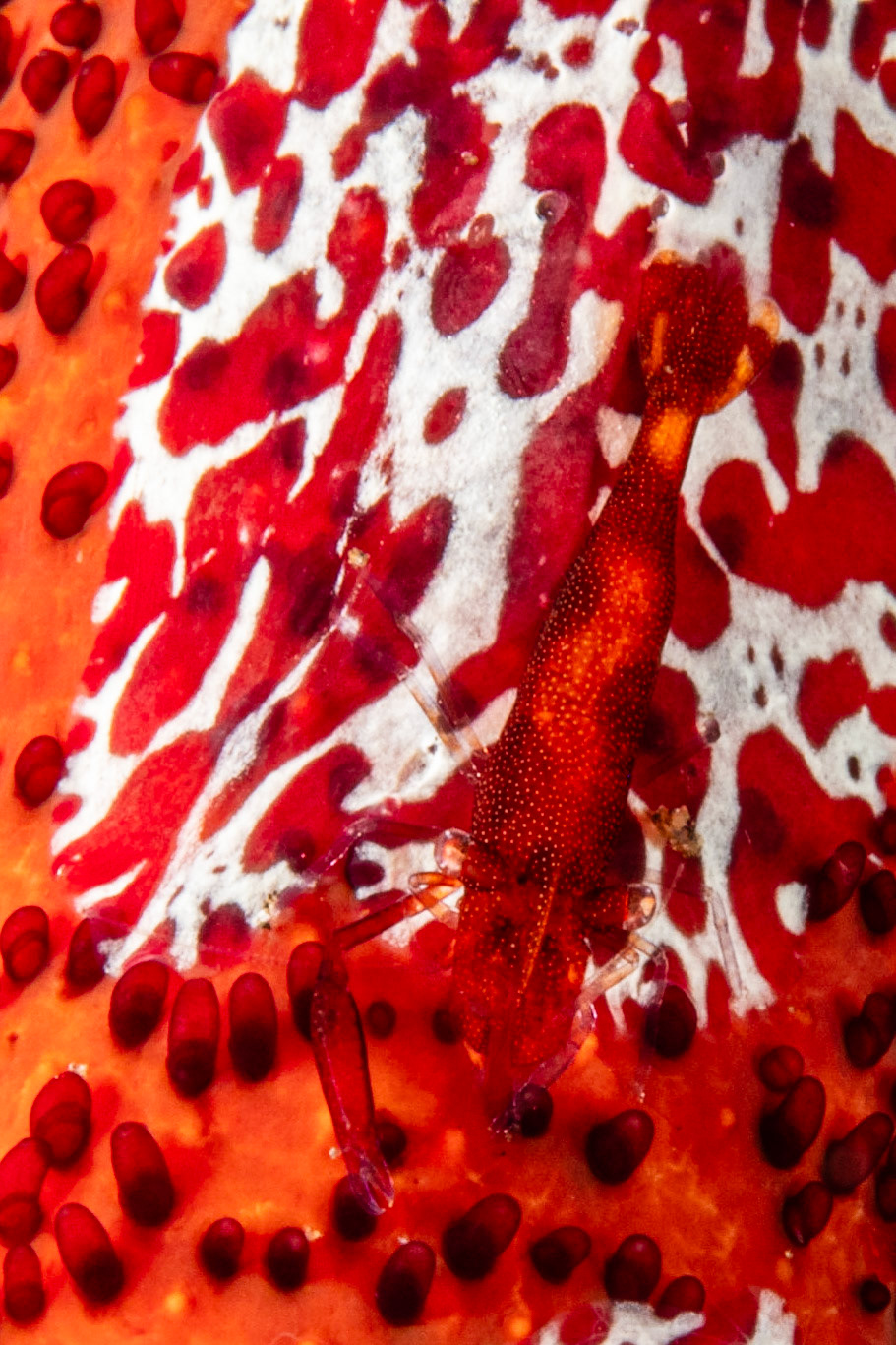 Sea Star Shrimp, Creeping Comb Jelly, Luzon Sea Star
