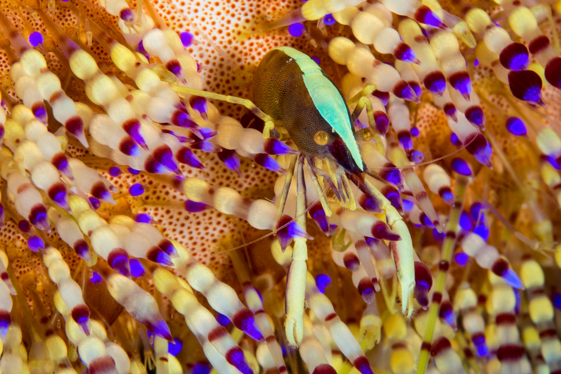 Brook's Urchin Shrimp and Variable Fire Urchin