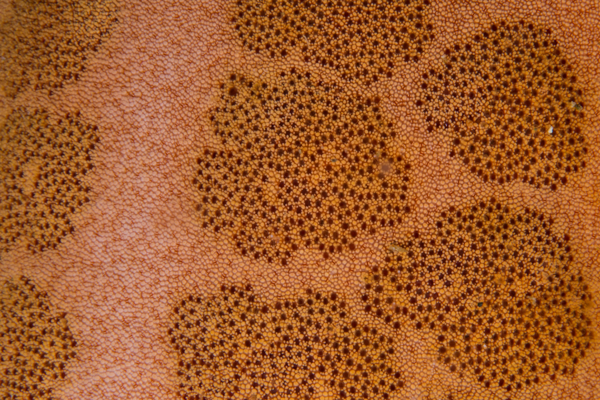 Granular Sea Star