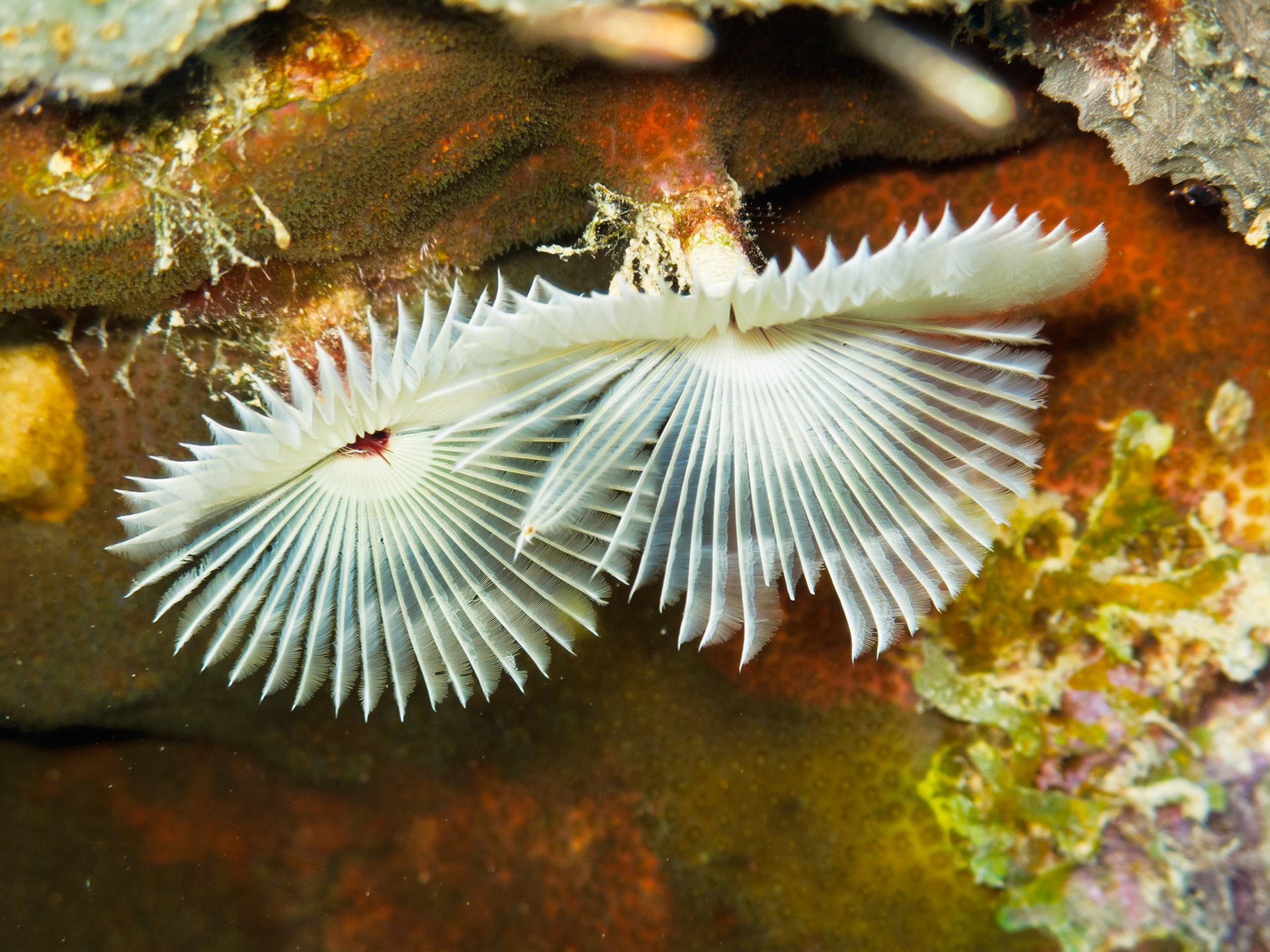 Split-crown Feather Duster