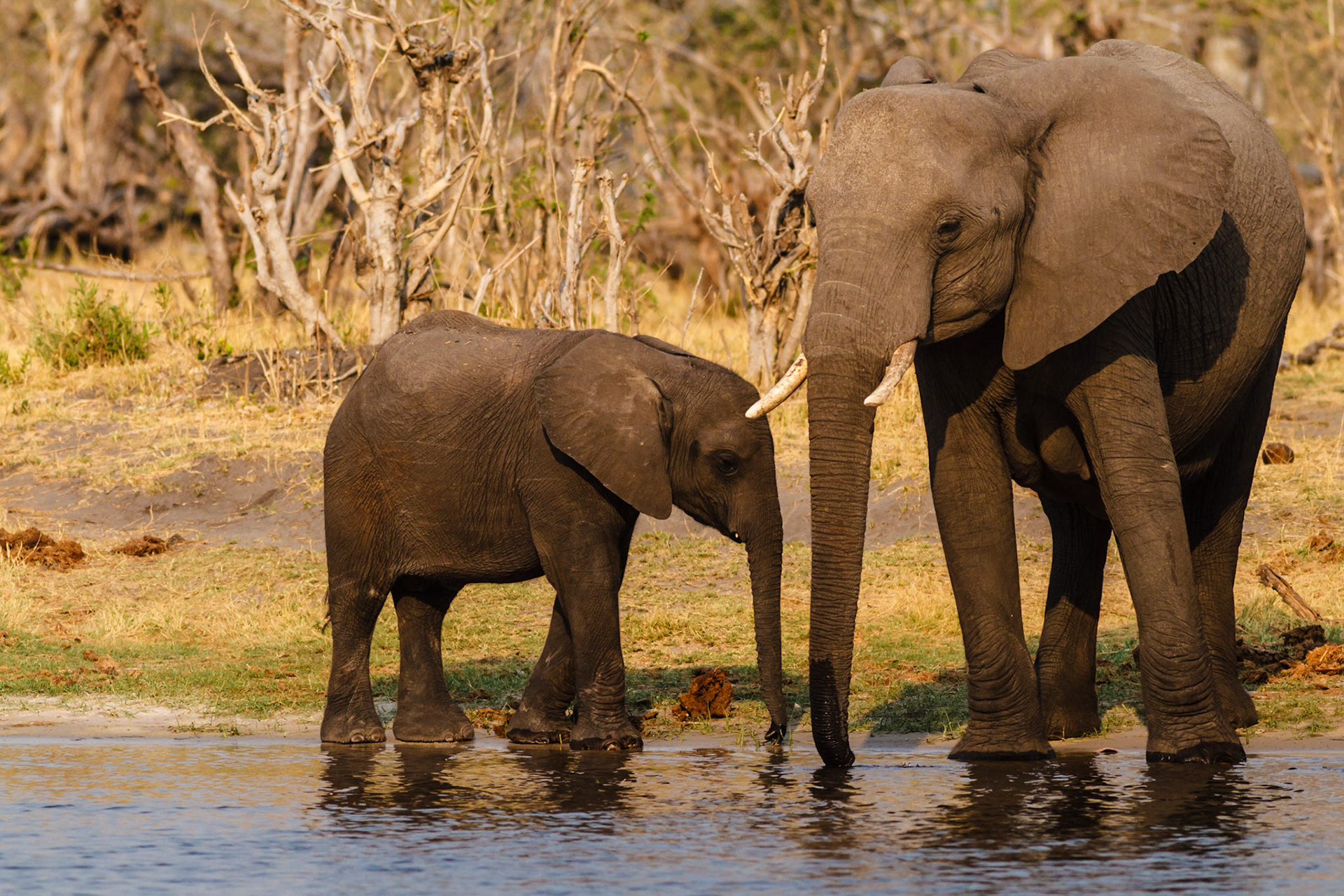 African Elephants