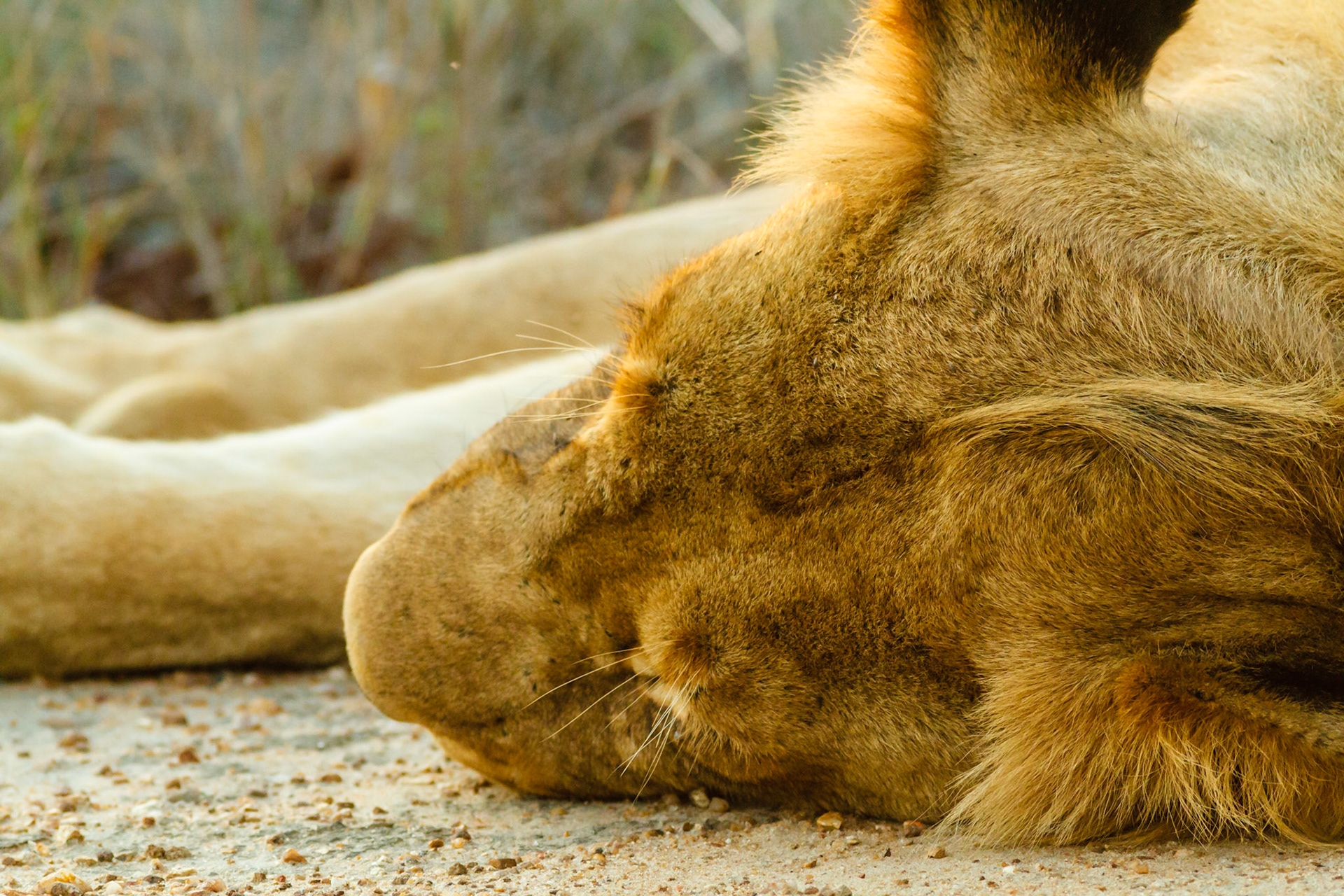 Lion