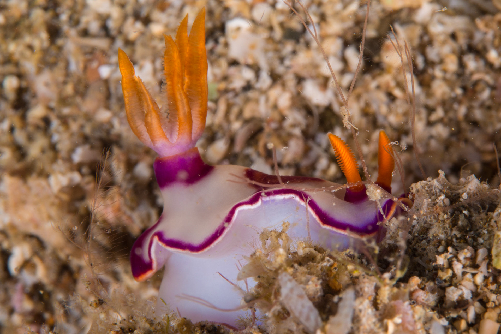 Bullock's Hypseldoris? yes, if I can't find a better match