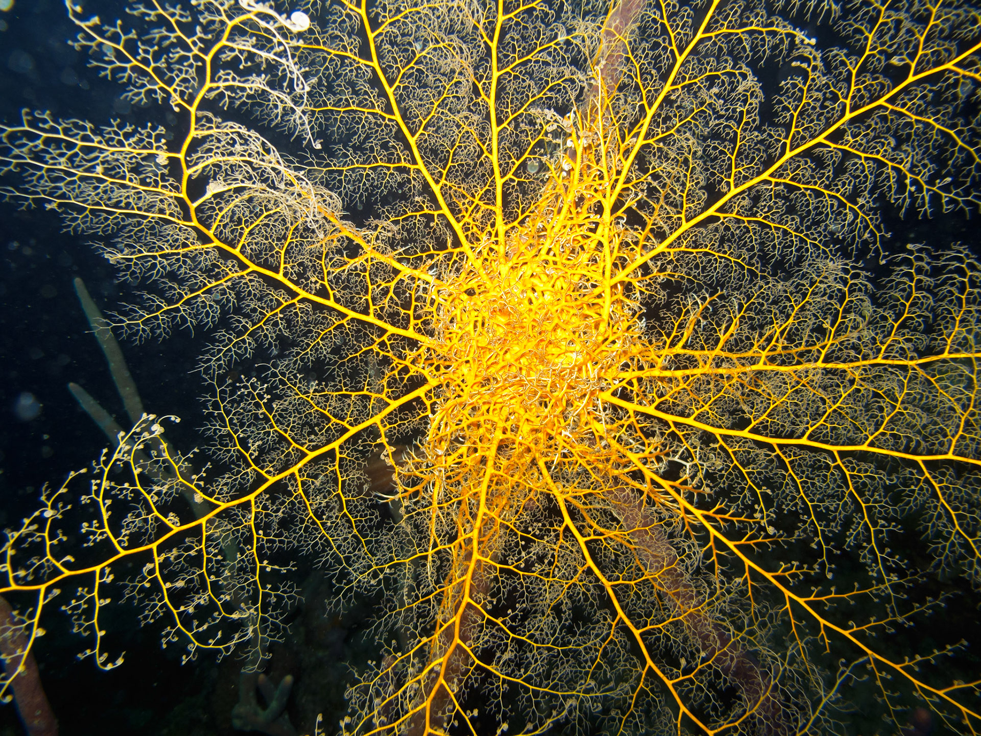 Basket Star