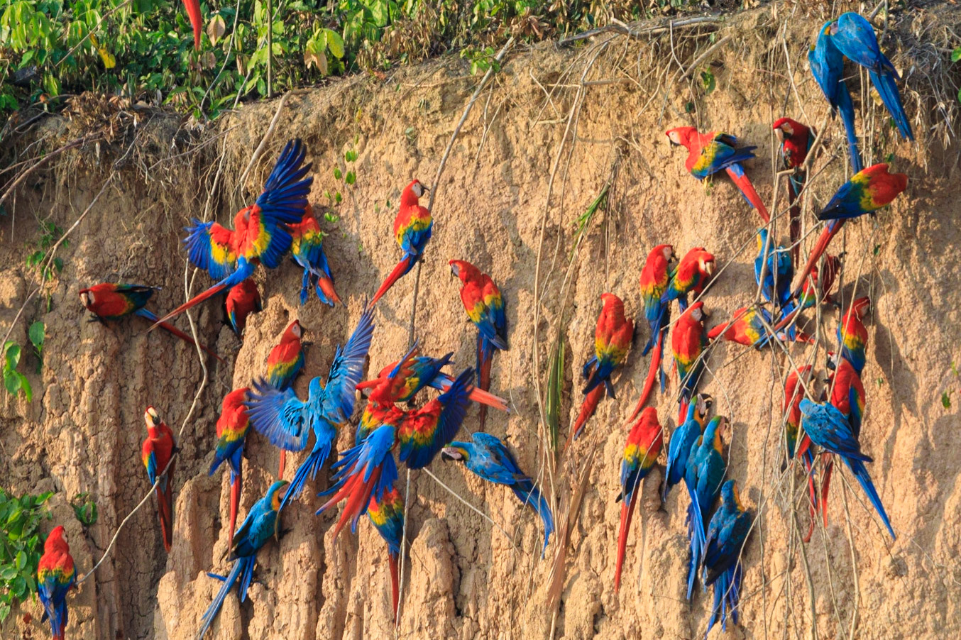 Blue-and-yellow Macaw and Scarlet Macaw