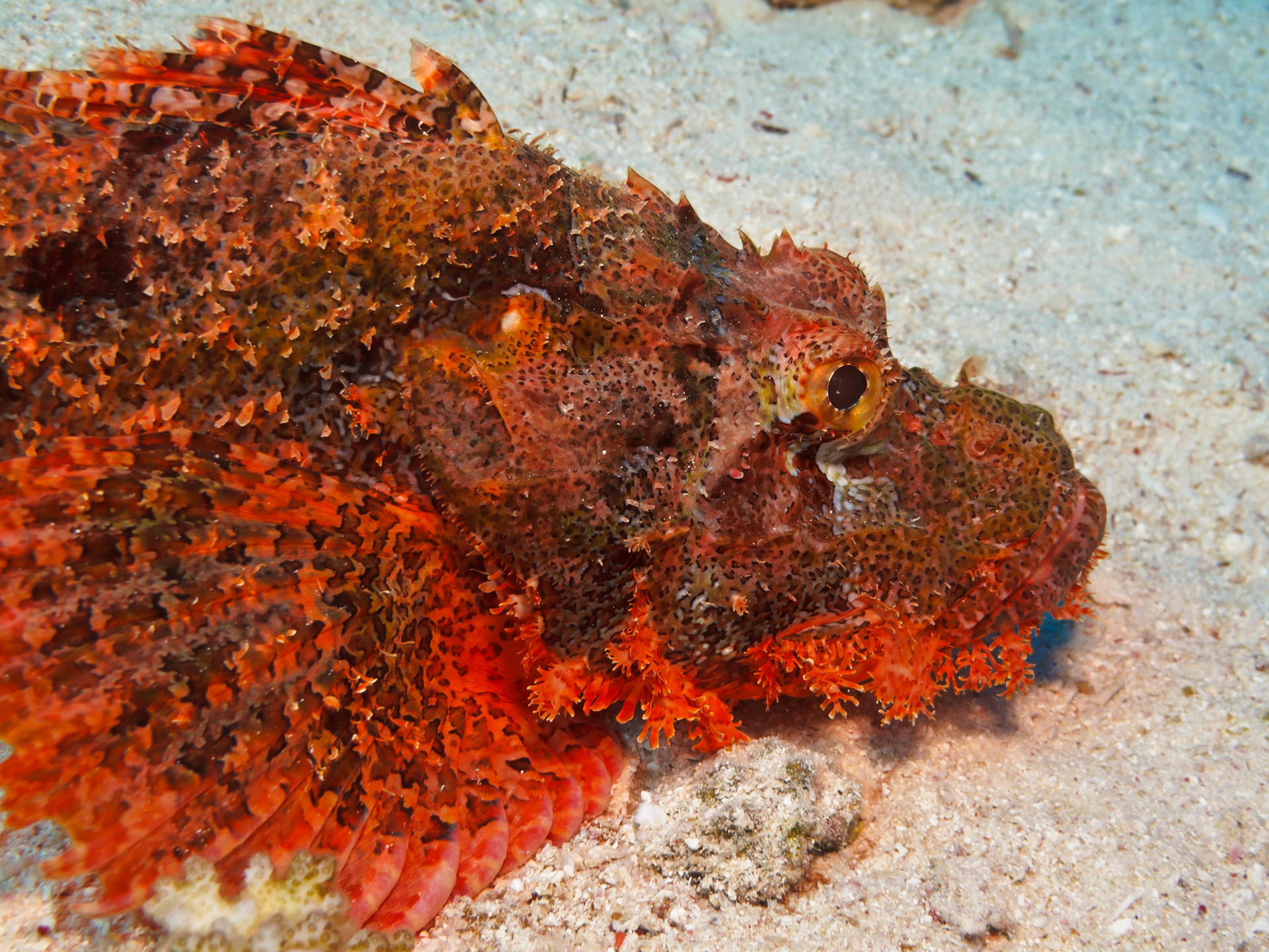 Tasseled Scorpionfish