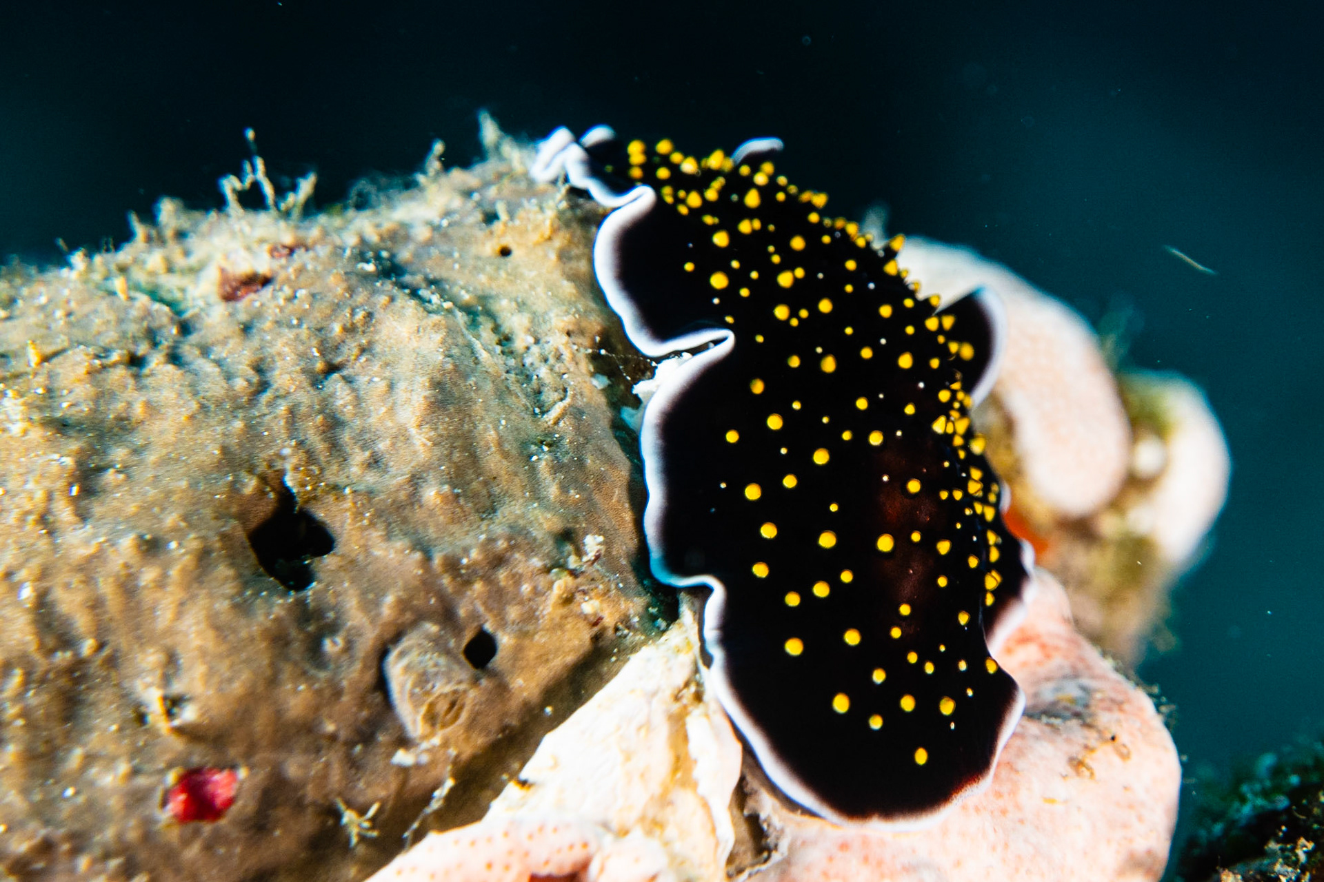 Thysanozoon nigropapillosum