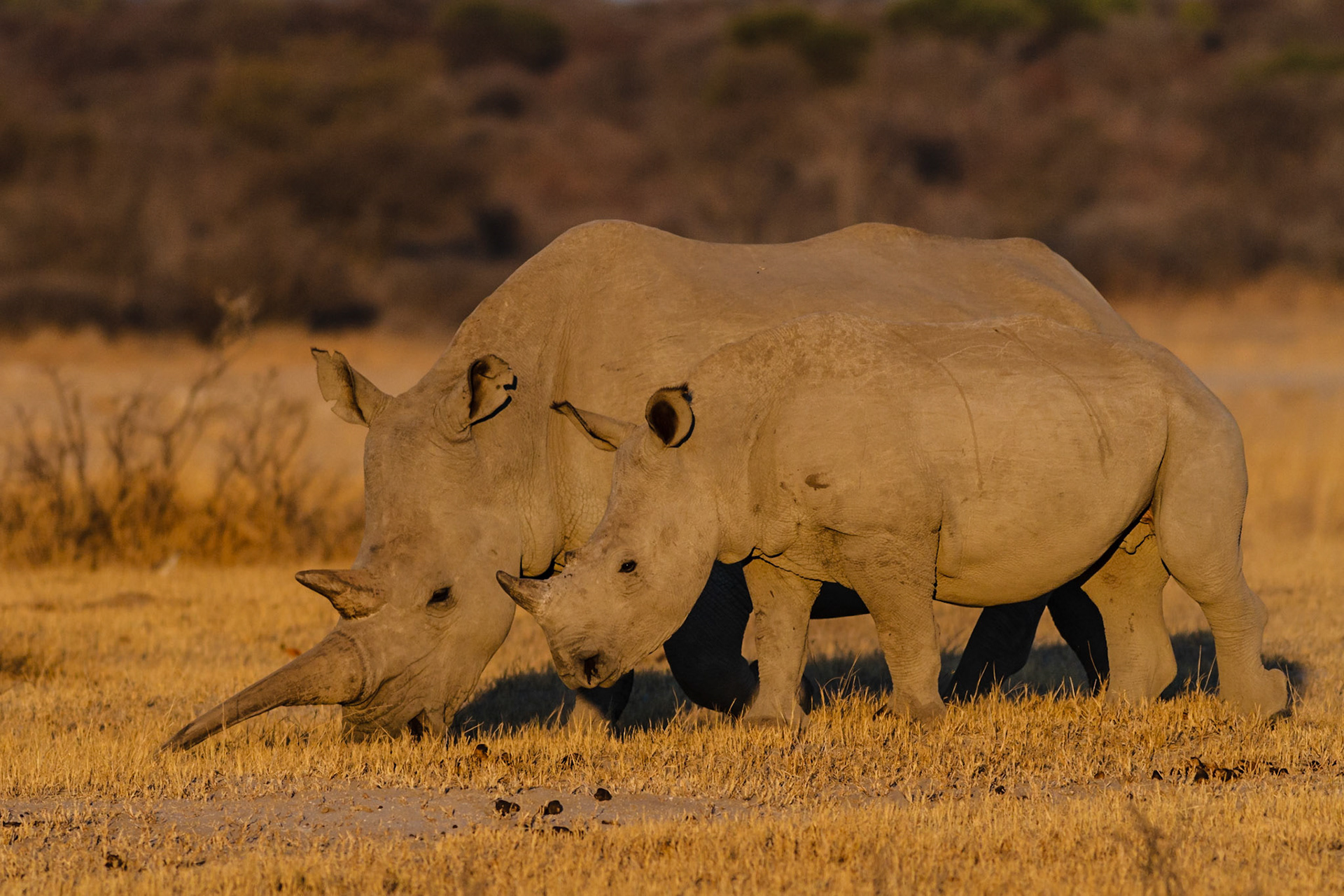 White Rhinos