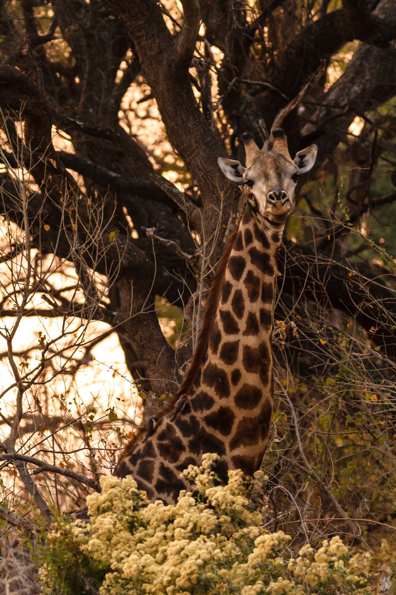 Giraffe