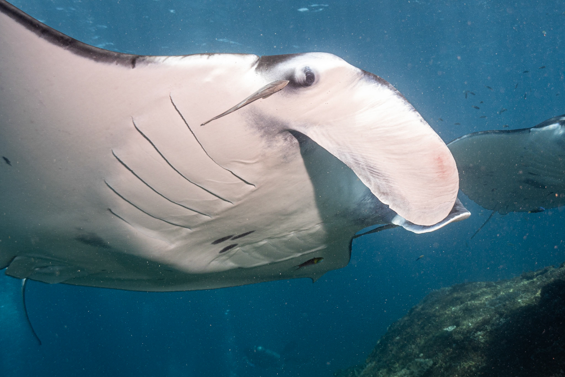 Reef Manta Ray