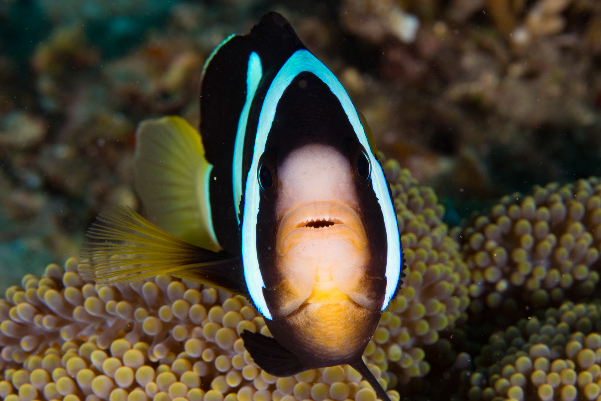 Clark's Anemonefish and Merten's Anemone