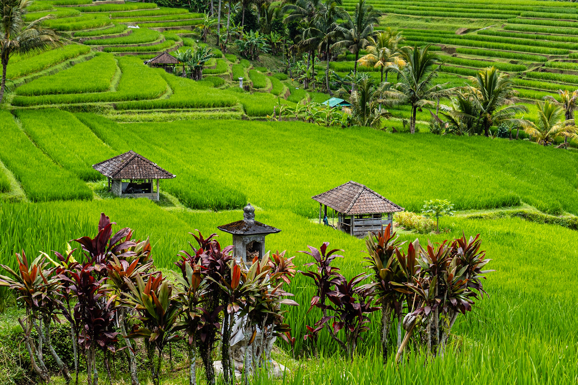 Jatiluwih rice terraces