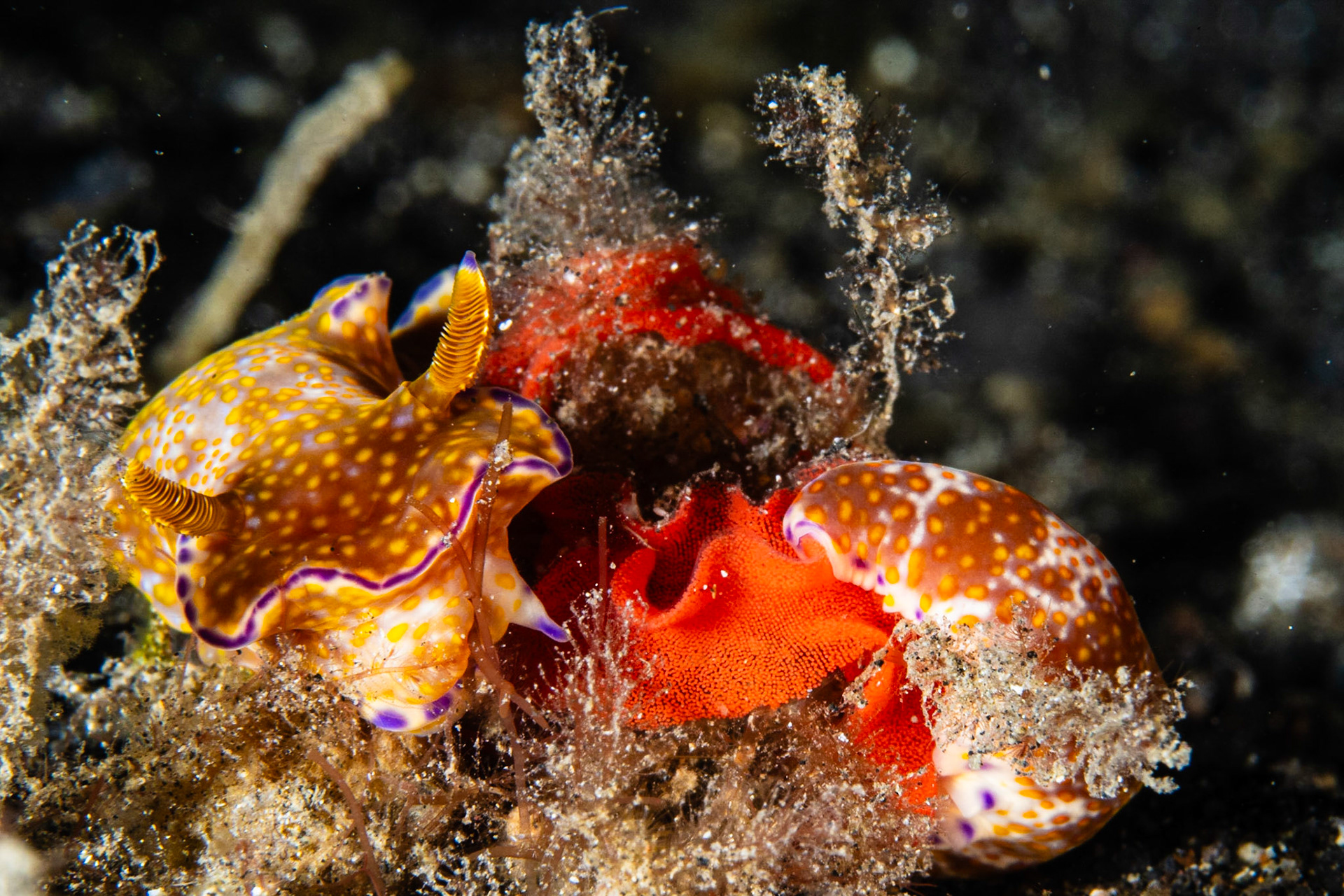 Ceratosoma tenue