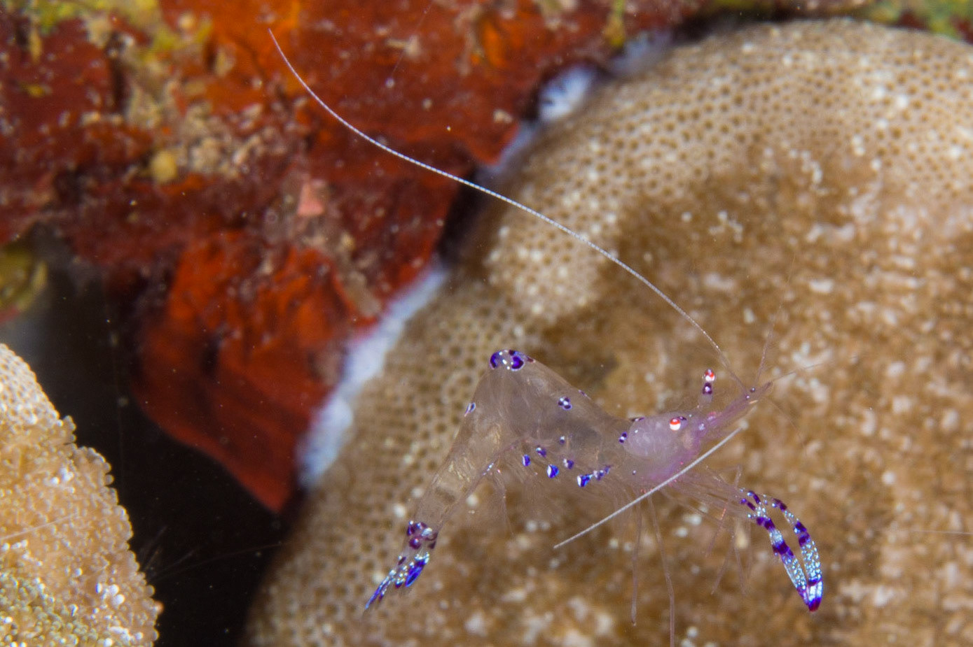 Sarasvati Anemone Shrimp