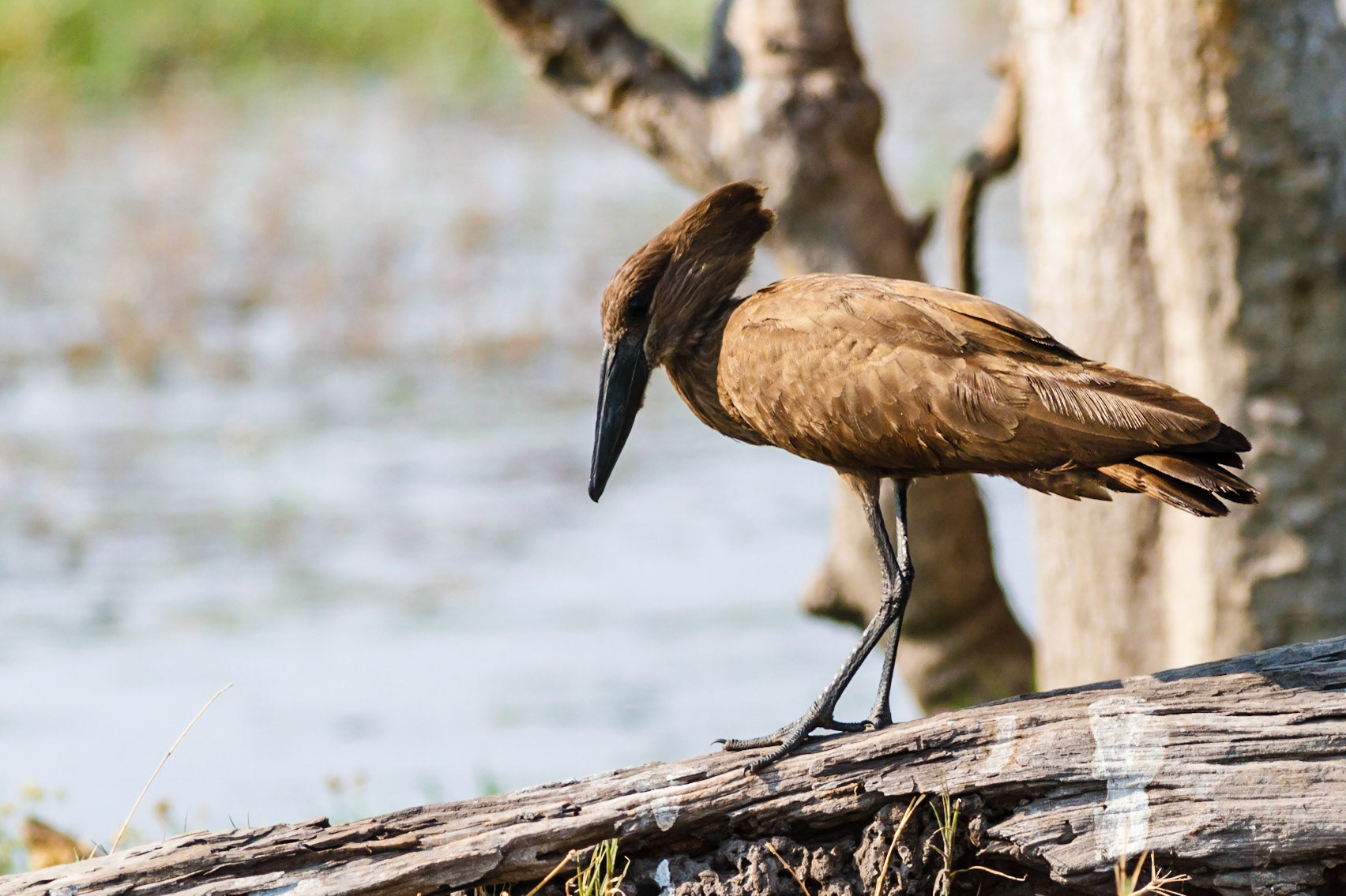 Hamerkop