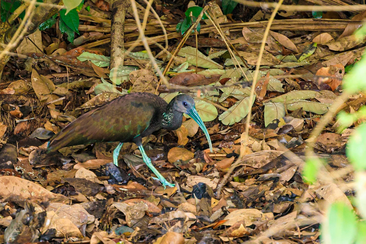Green Ibis