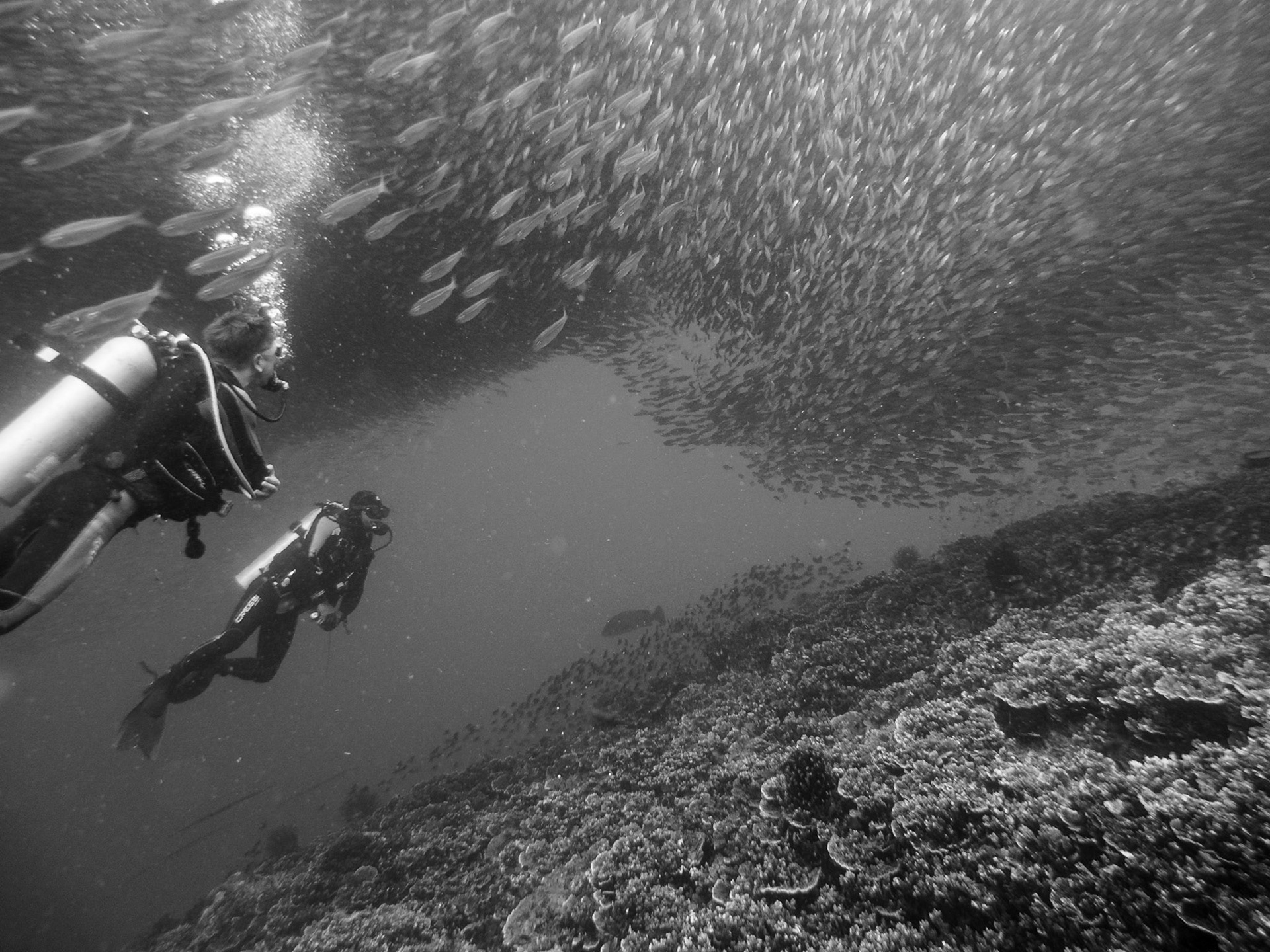 Sardines at Moalboal