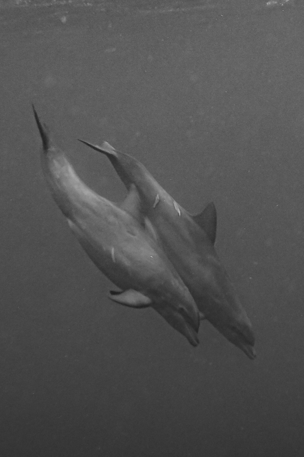 Atlantic Bottlenose Dolphin