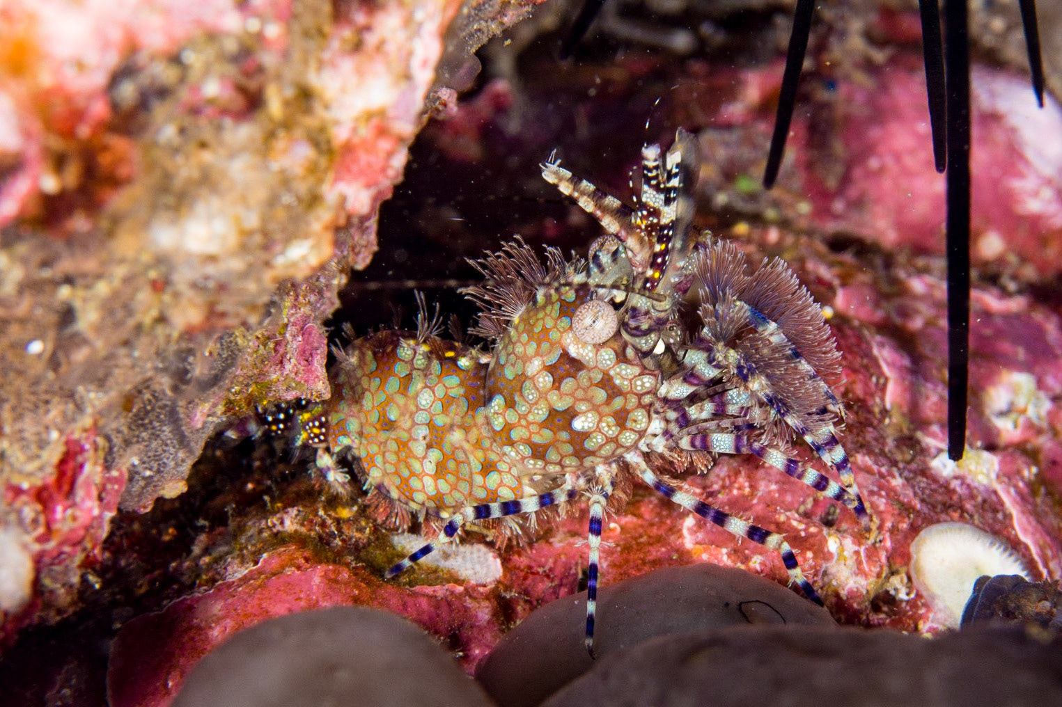 Common Marbled Shrimp