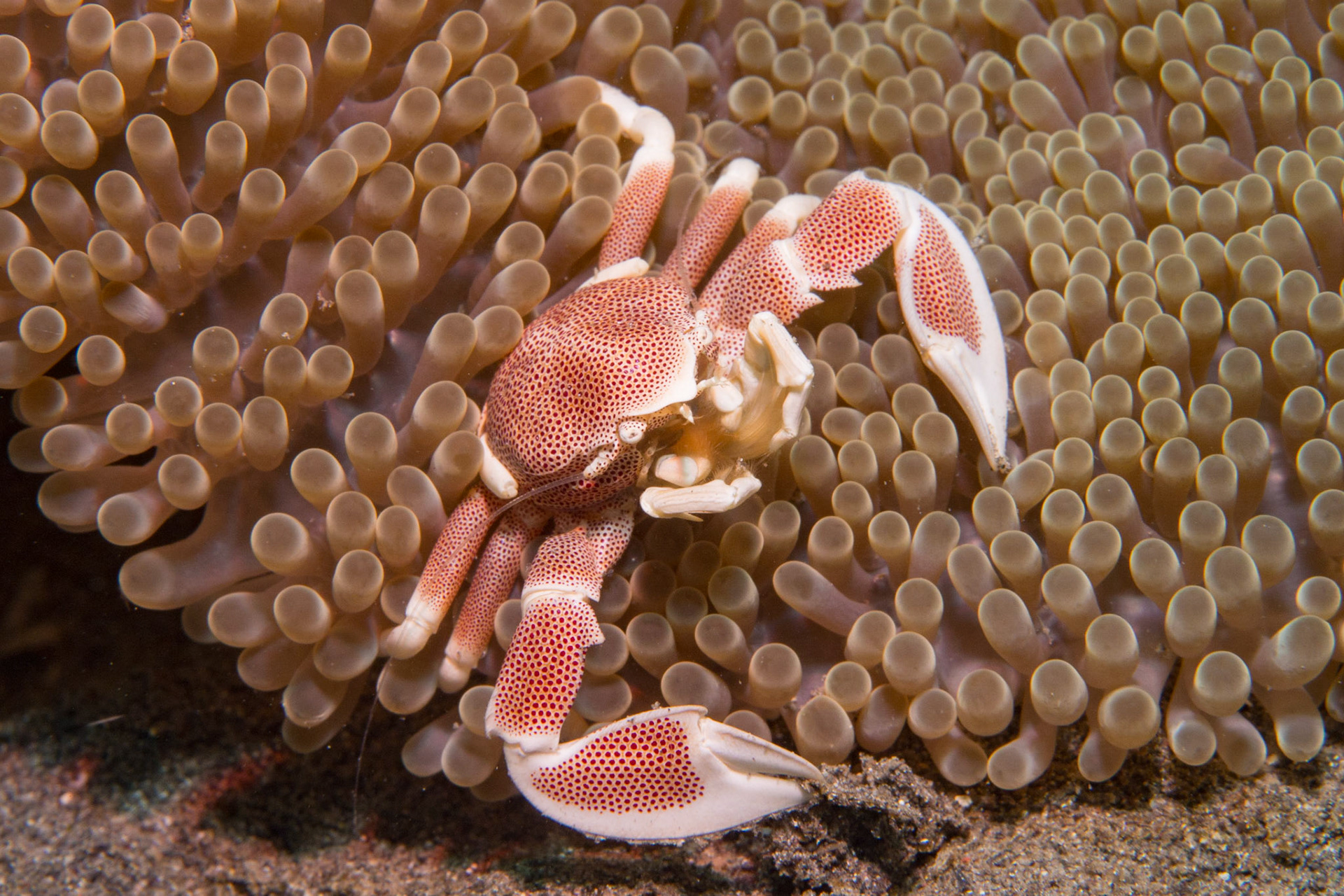 Spotted Porcelain Crab and Anemones