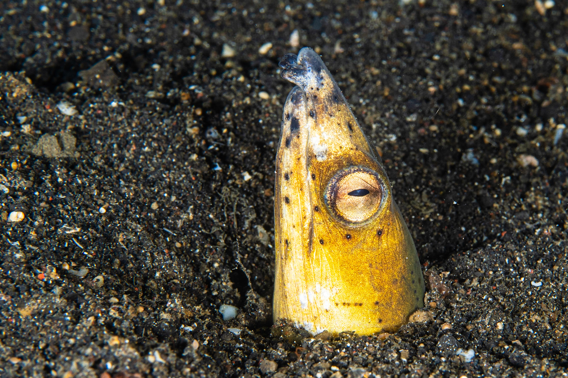 Blacksaddle Snake Eel