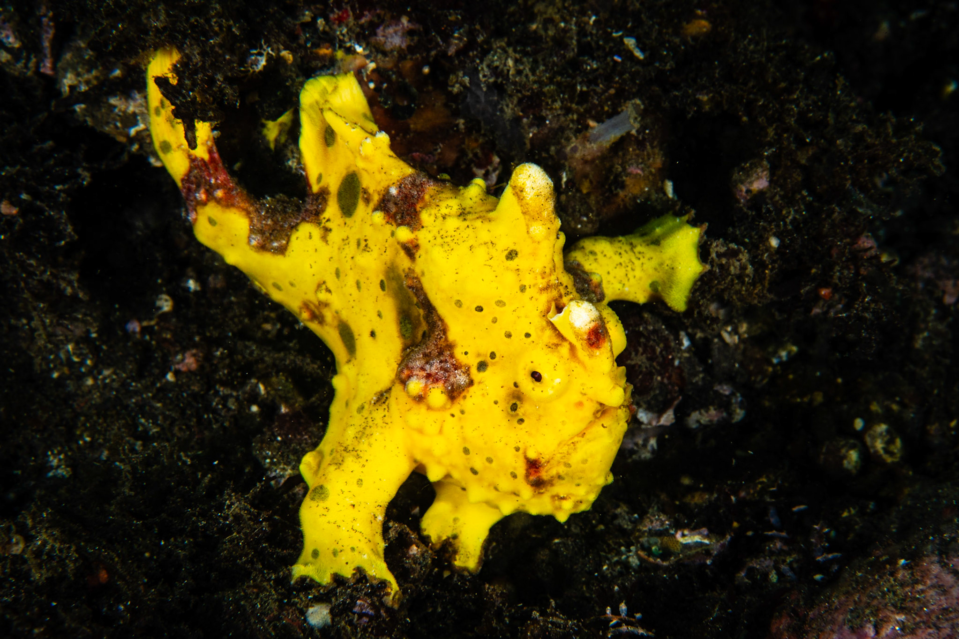 Painted Frogfish