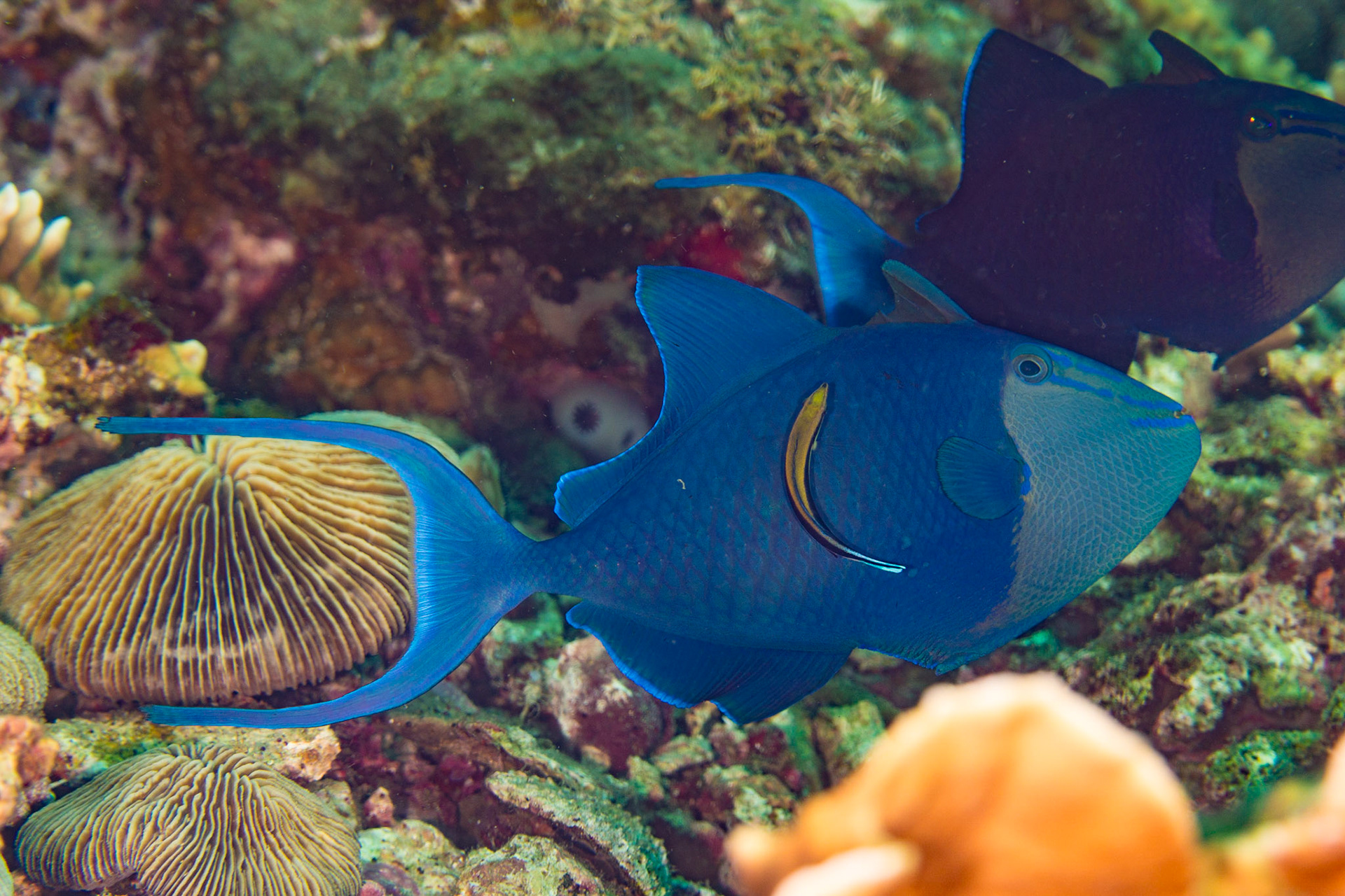 Bluestreak Cleaner Wrasse and Redtooth Triggerfish