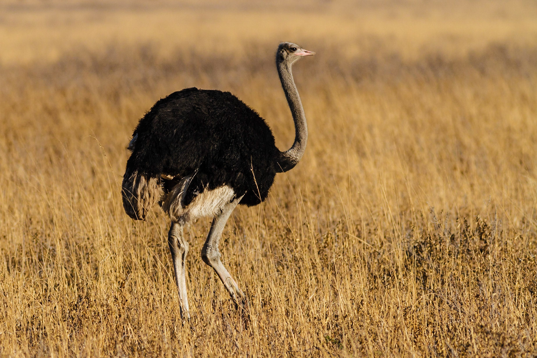 Common Ostrich