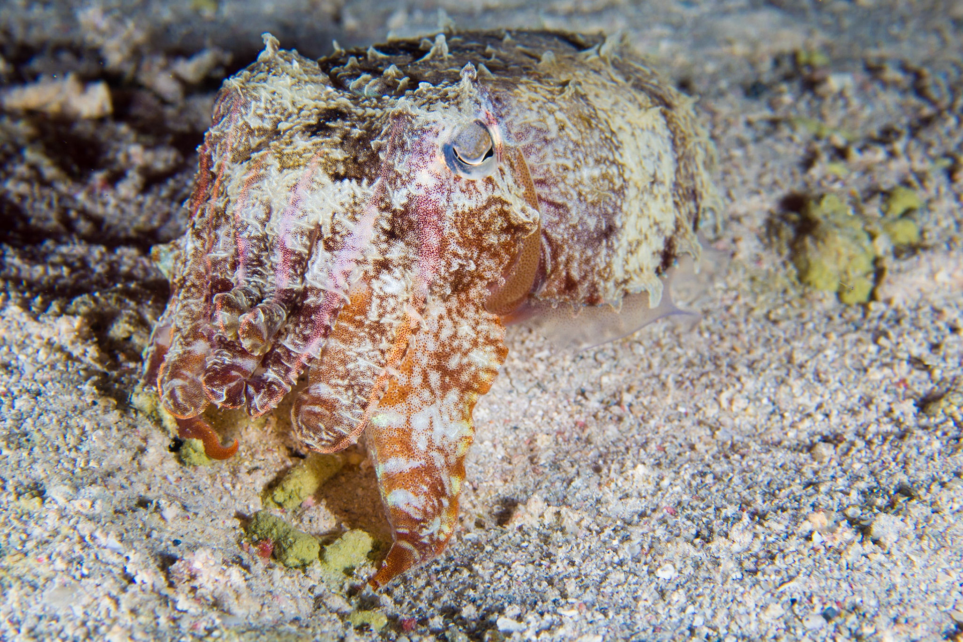 Hooded Cuttlefish