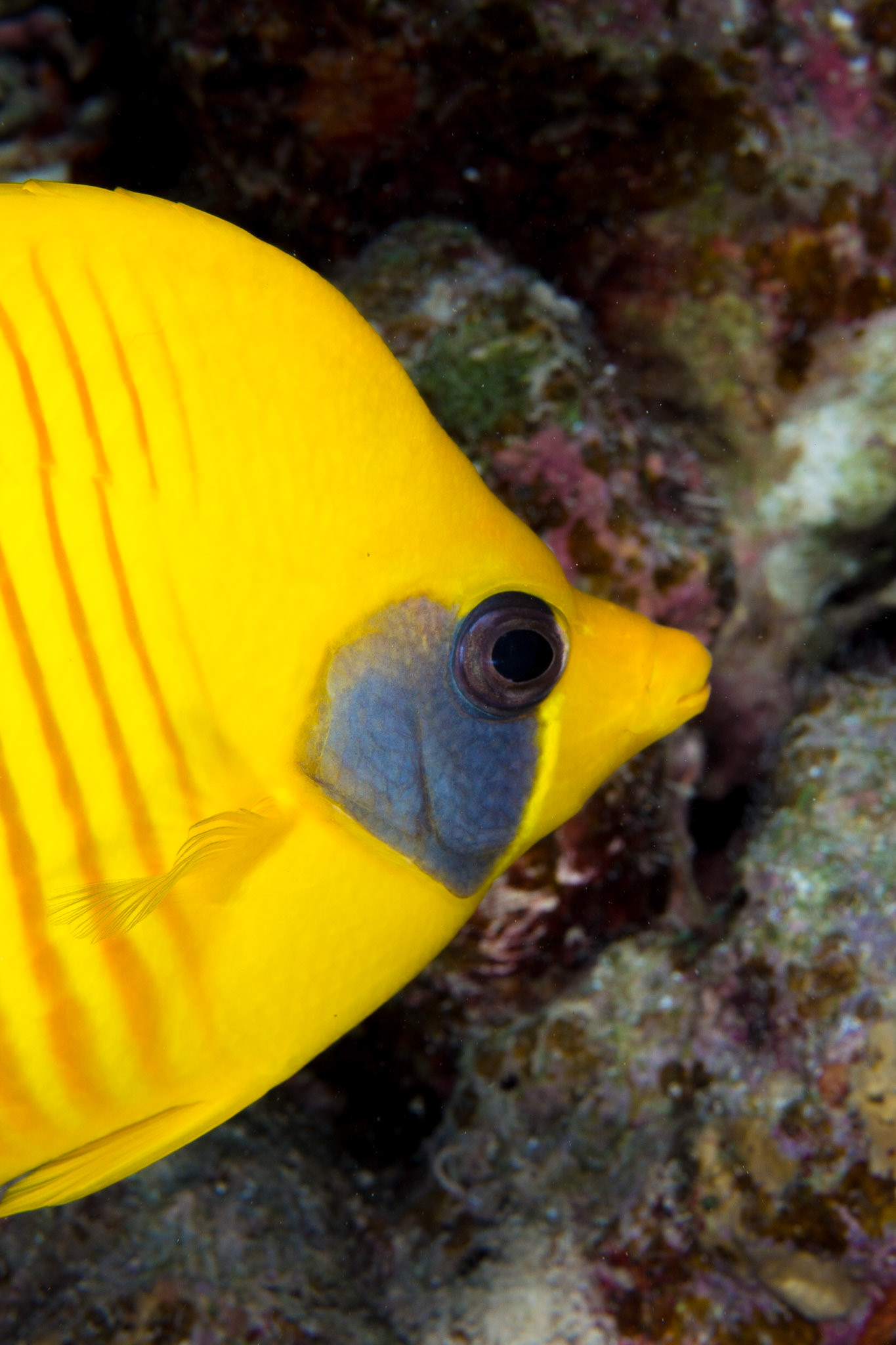 Masked Butteryflyfish