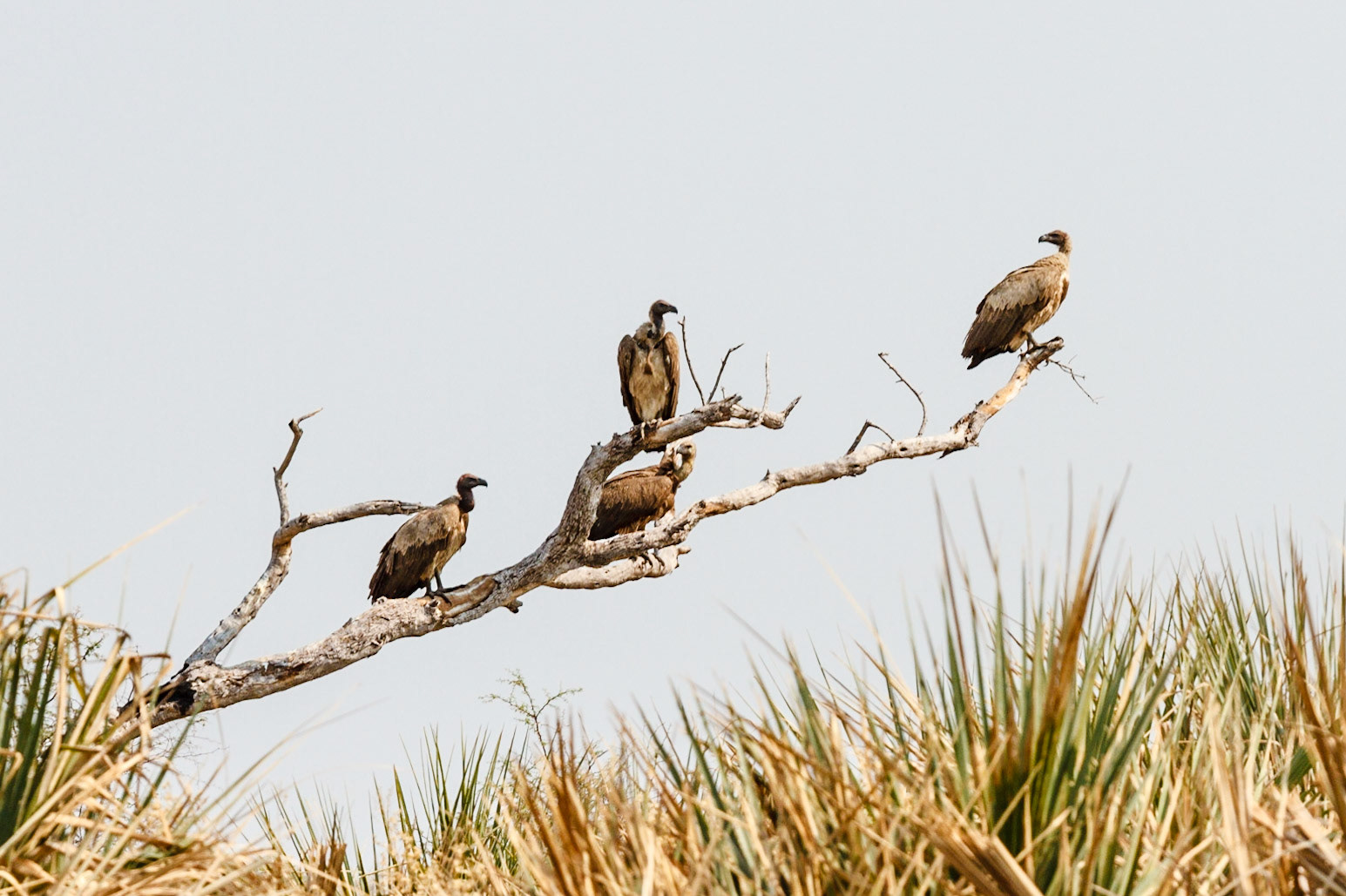 African White-backed Vulture