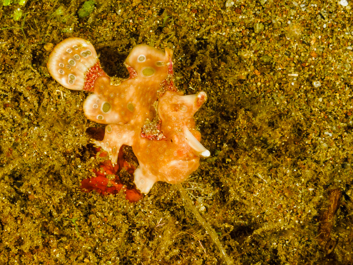 Painted Frogfish