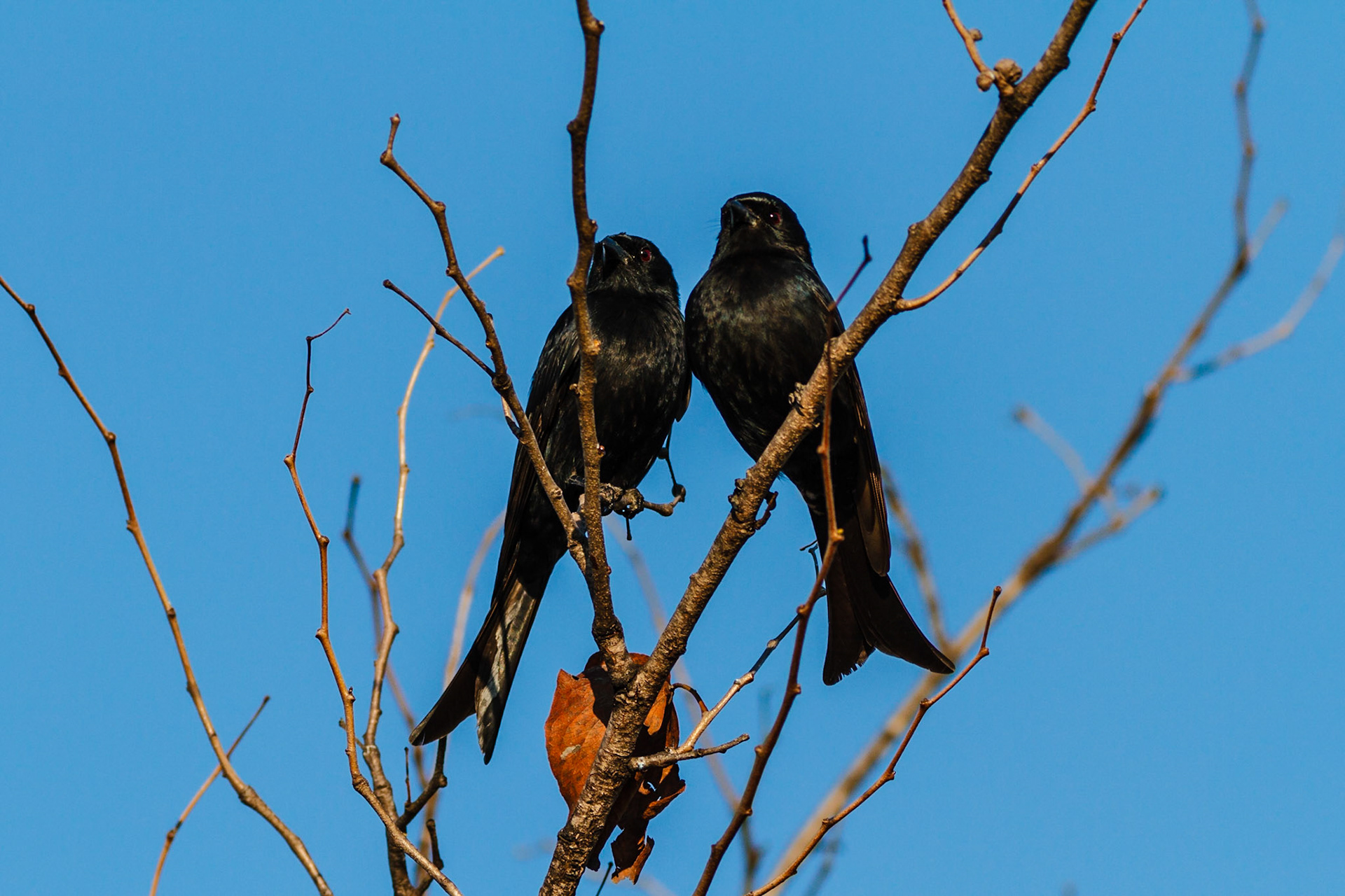 Fork-tailed Drongo