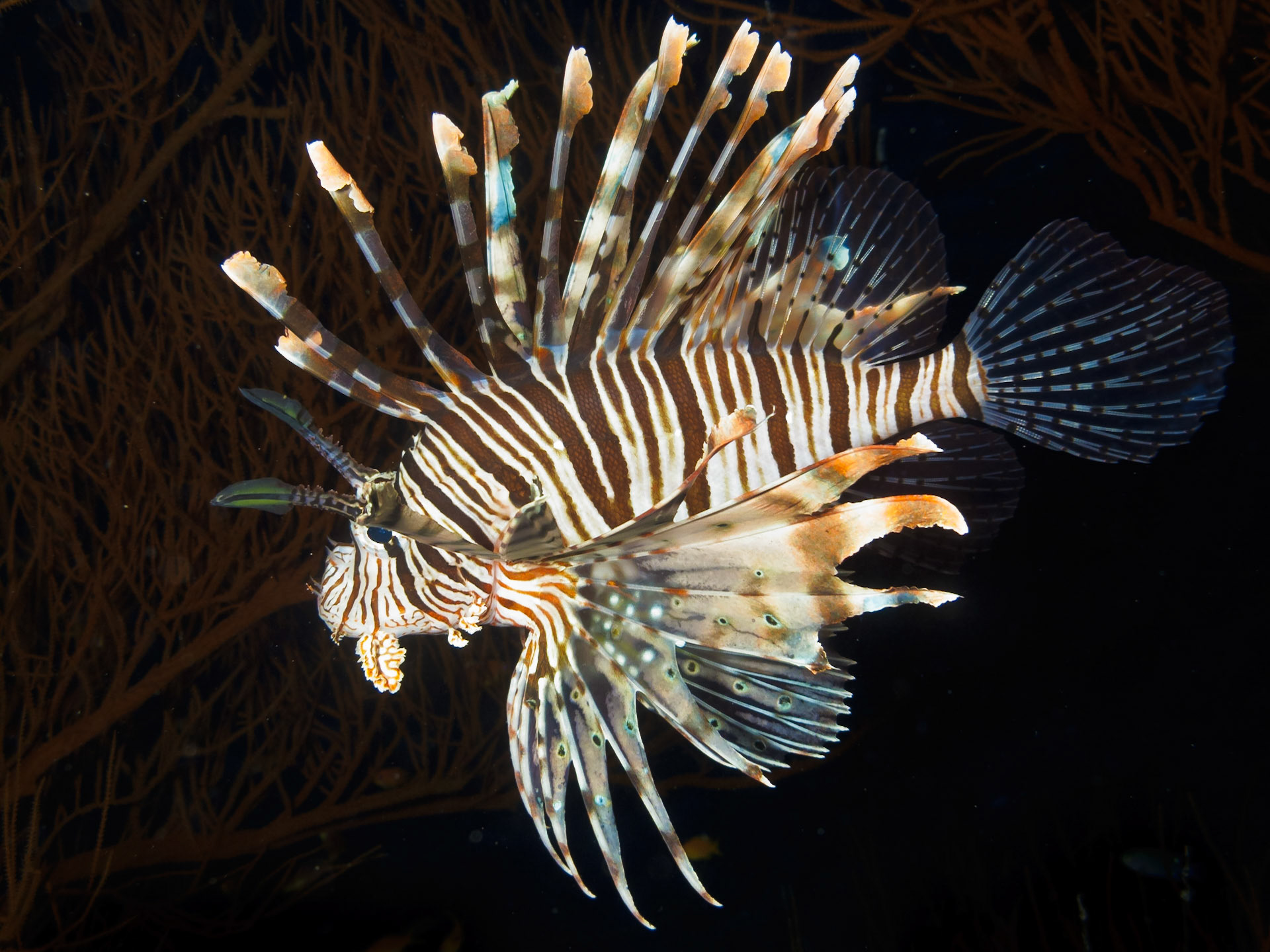 Indian Lionfish