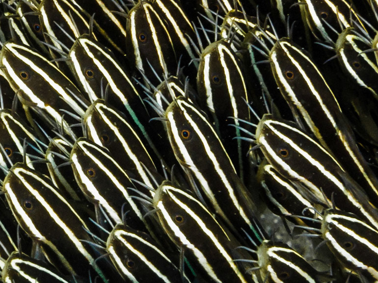 Striped Eel Catfish
