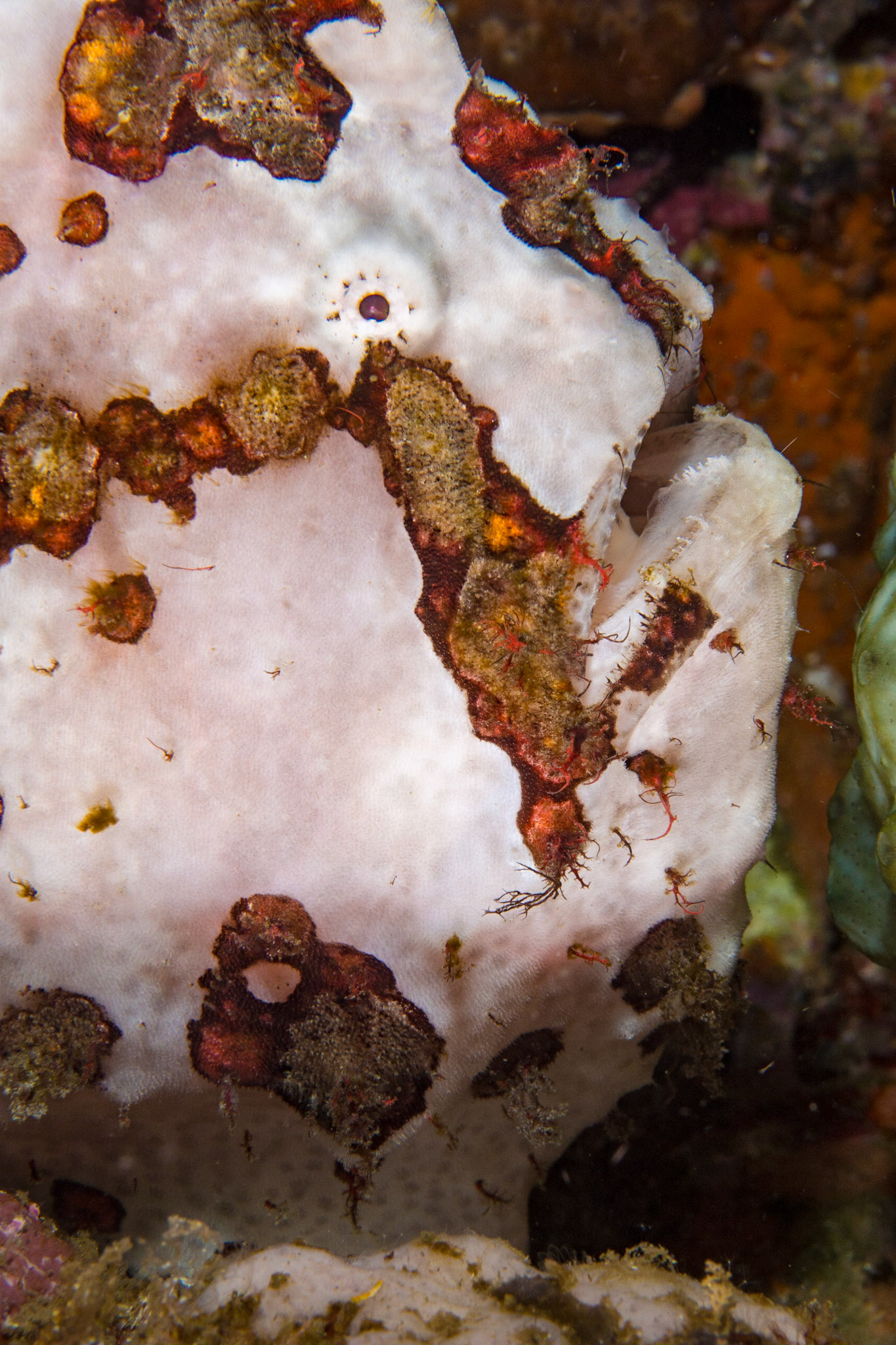 Warty Frogfish