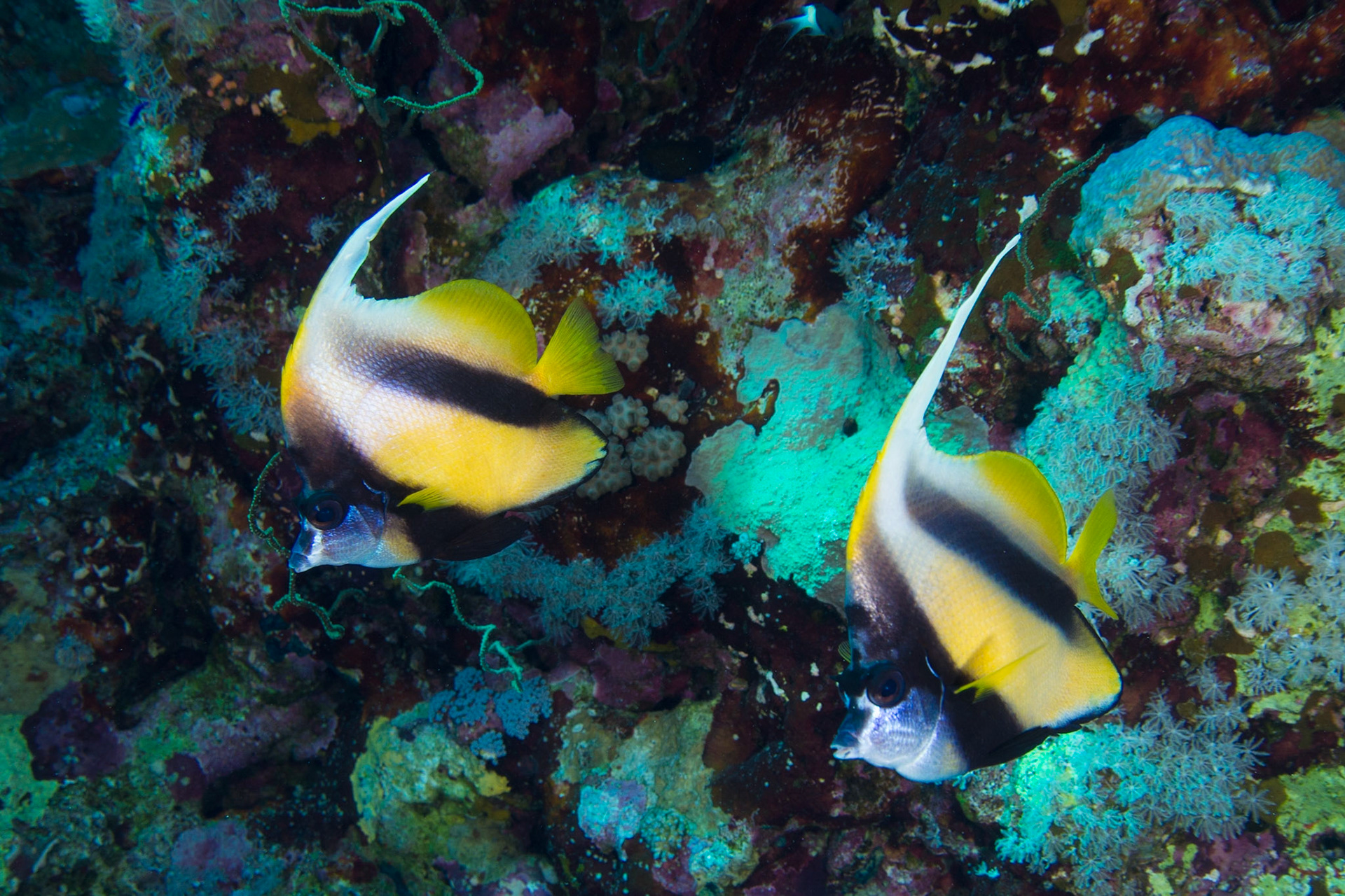 Red Sea Bannerfish